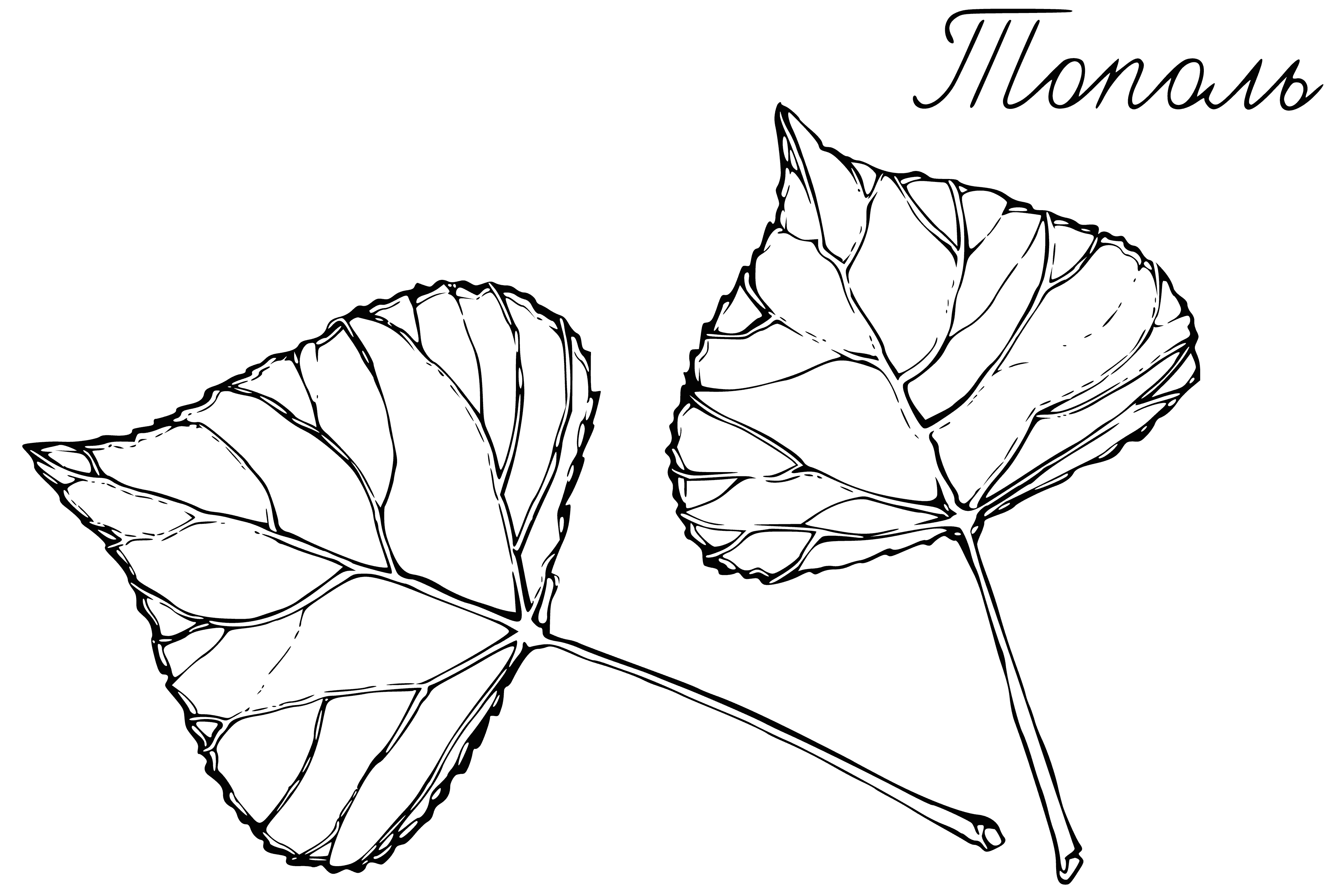 coloring page: Large, triangular leaves; green/white underside, serrated; small, round, green fruits w/ stalk, borne on branches. #botany