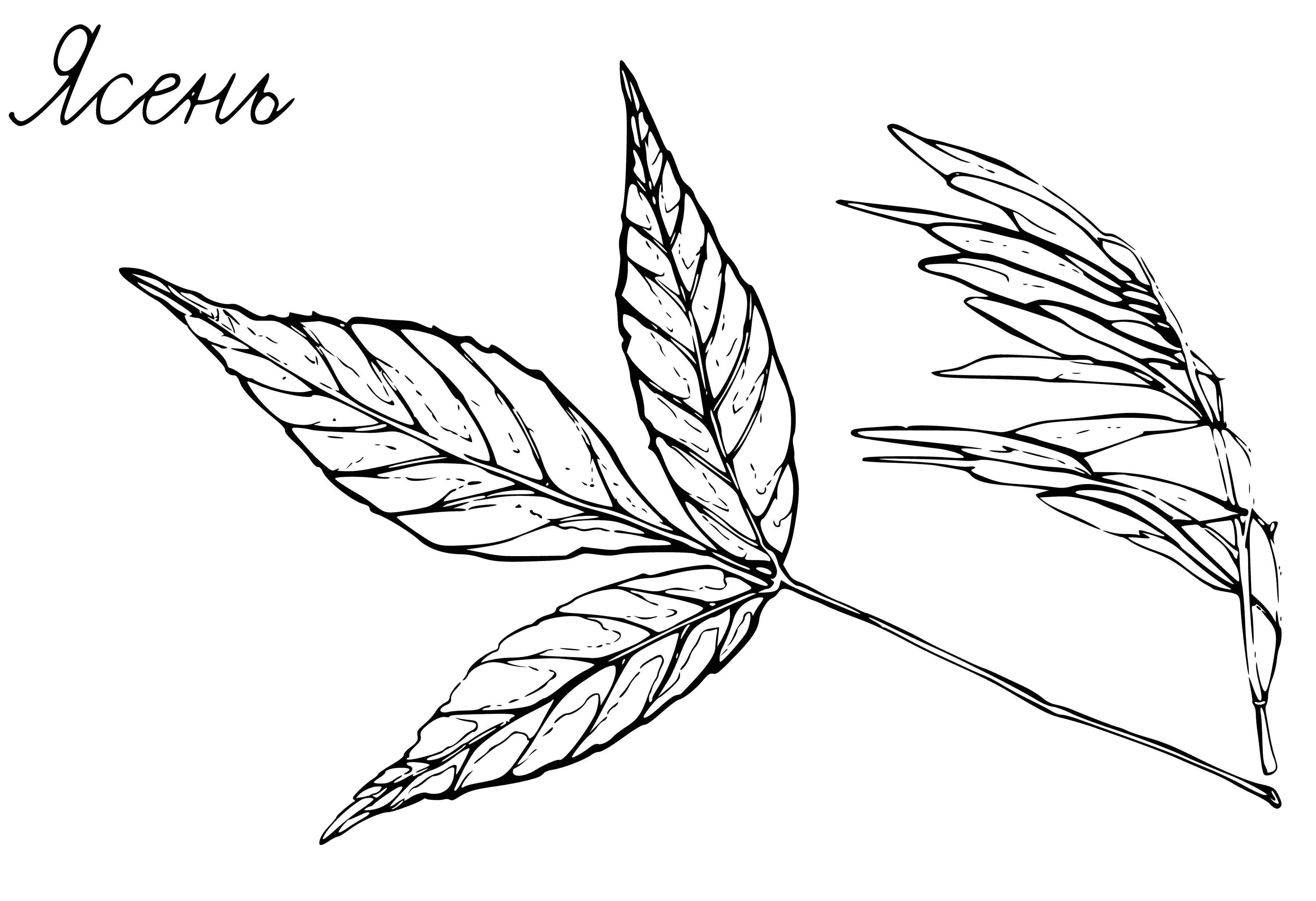 coloring page: Coloring page of ash leaf with teardrop-shaped seed & light brown papery wing attached.