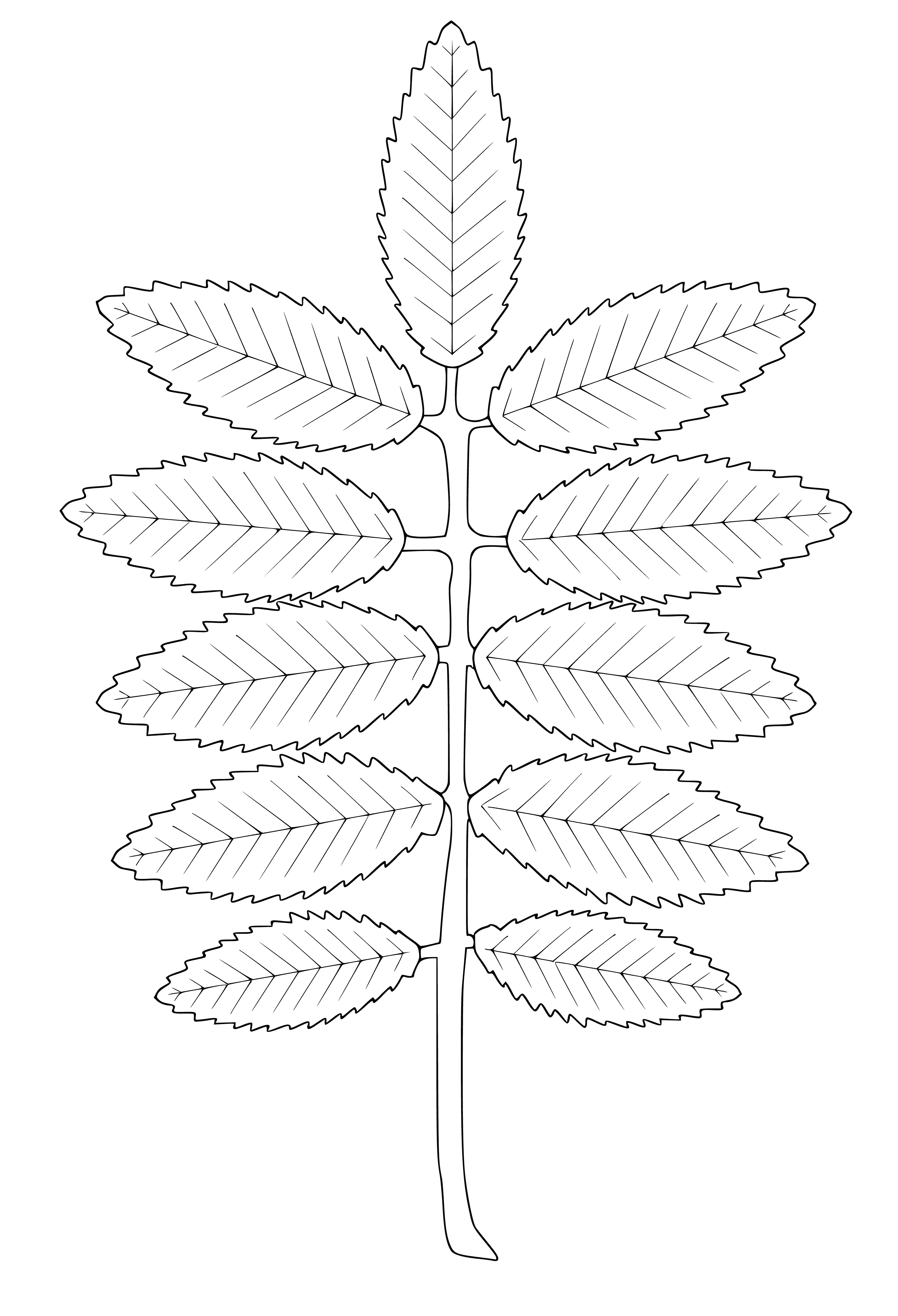 coloring page: Rowan tree has alternate simple lobed leaves with sharp teeth and red berries. Dark green tops and pale green bottoms.