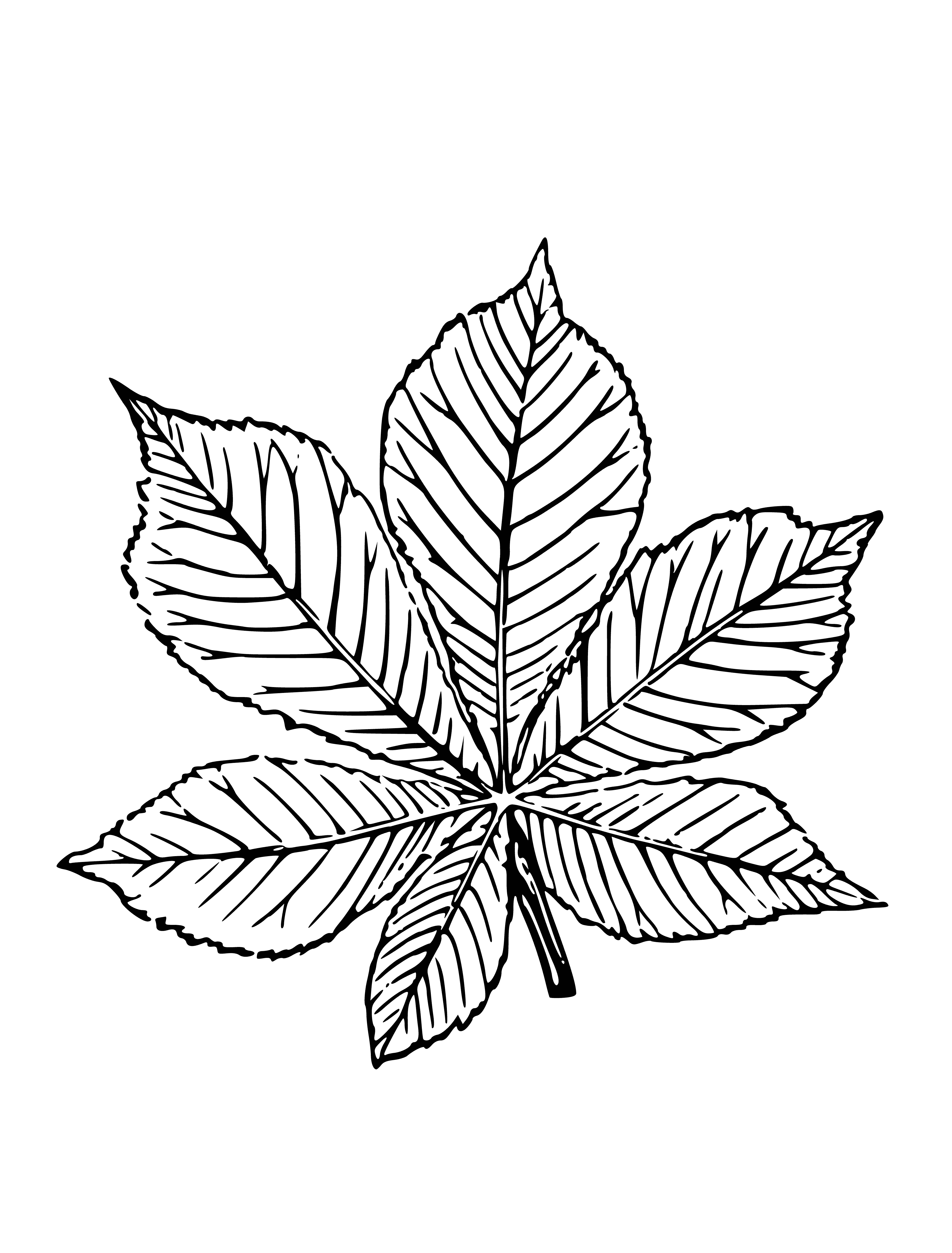 coloring page: Dark green chestnut leaf attached to twig, veins visible; no flowers or fruits.