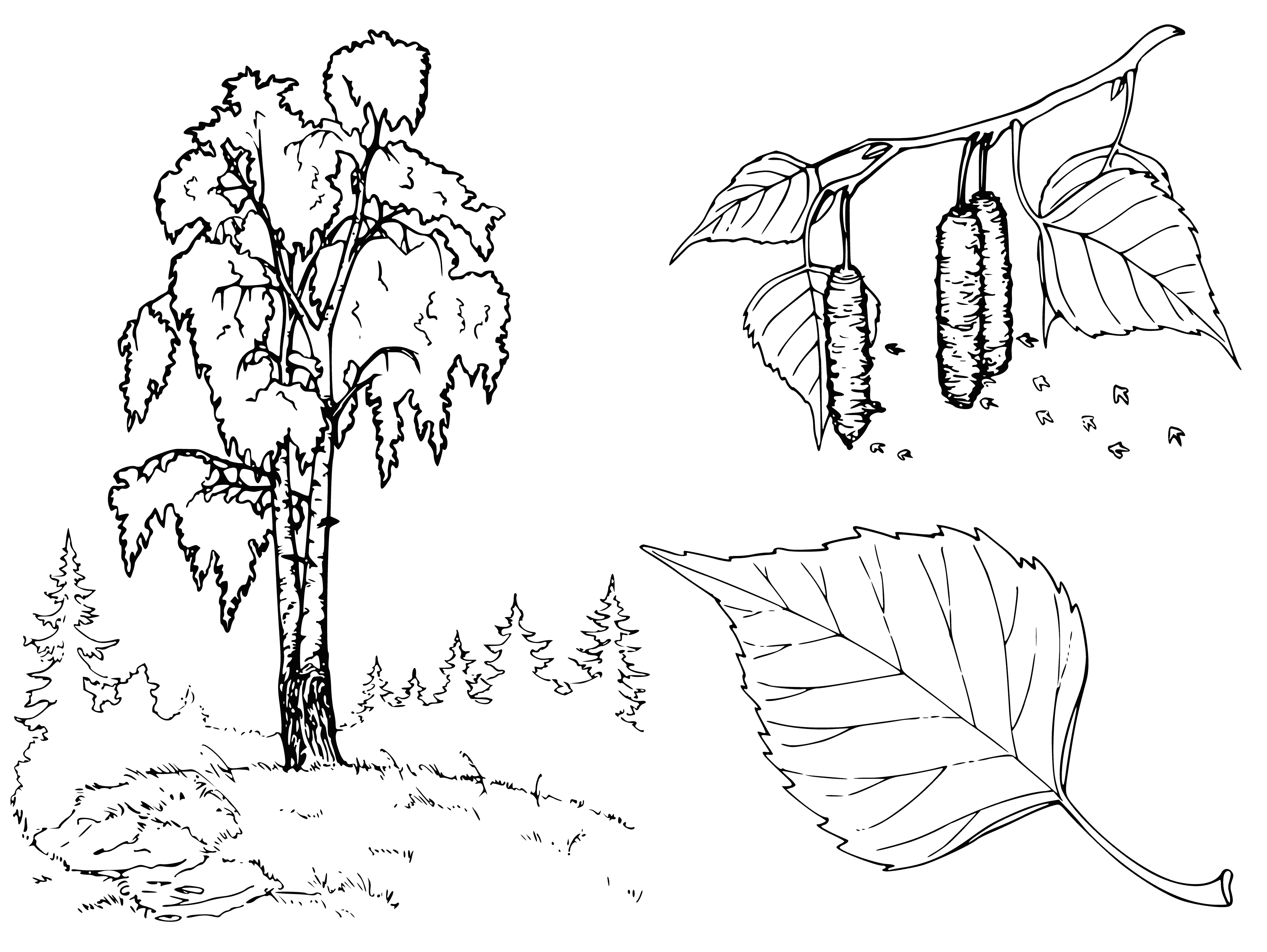 Birch tree coloring page