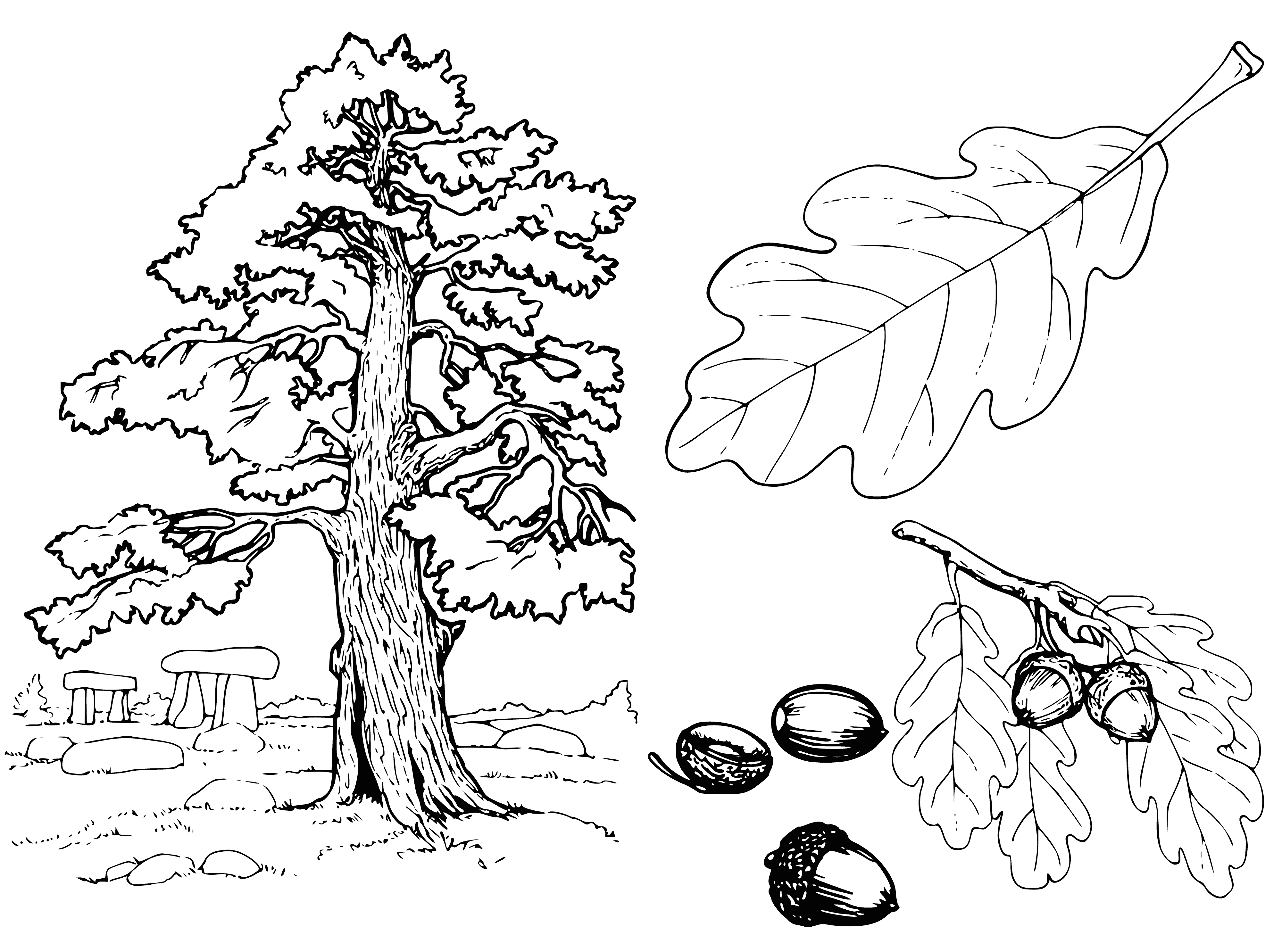 coloring page: Green, oval leaves w/ pointy ends on light-brown tree w/ smooth texture in a field of green grass. Small branches coming off main trunk.