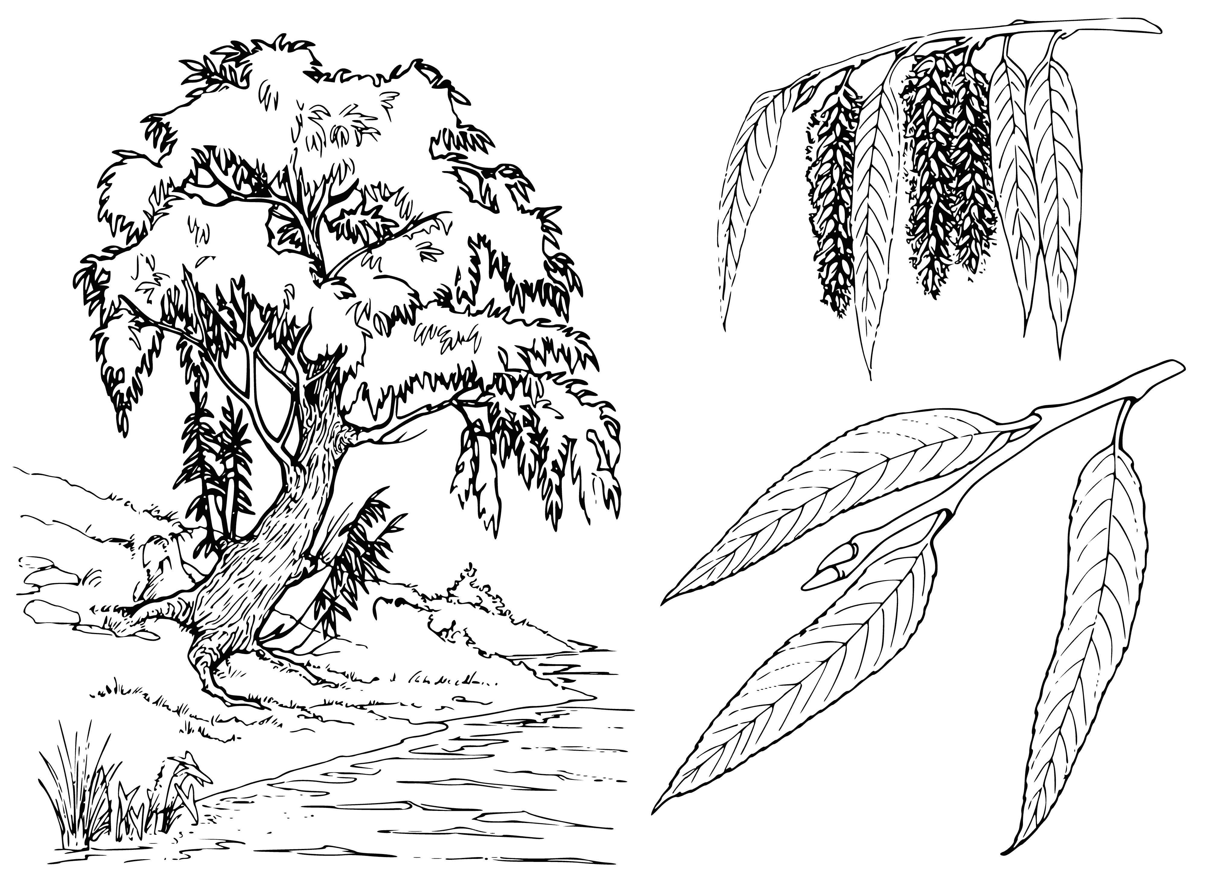 coloring page: Trees are willow w/ long, slim trunks/branches. Leaves are light green, branches dark brown. Trees grow close together, roots visible in ground.