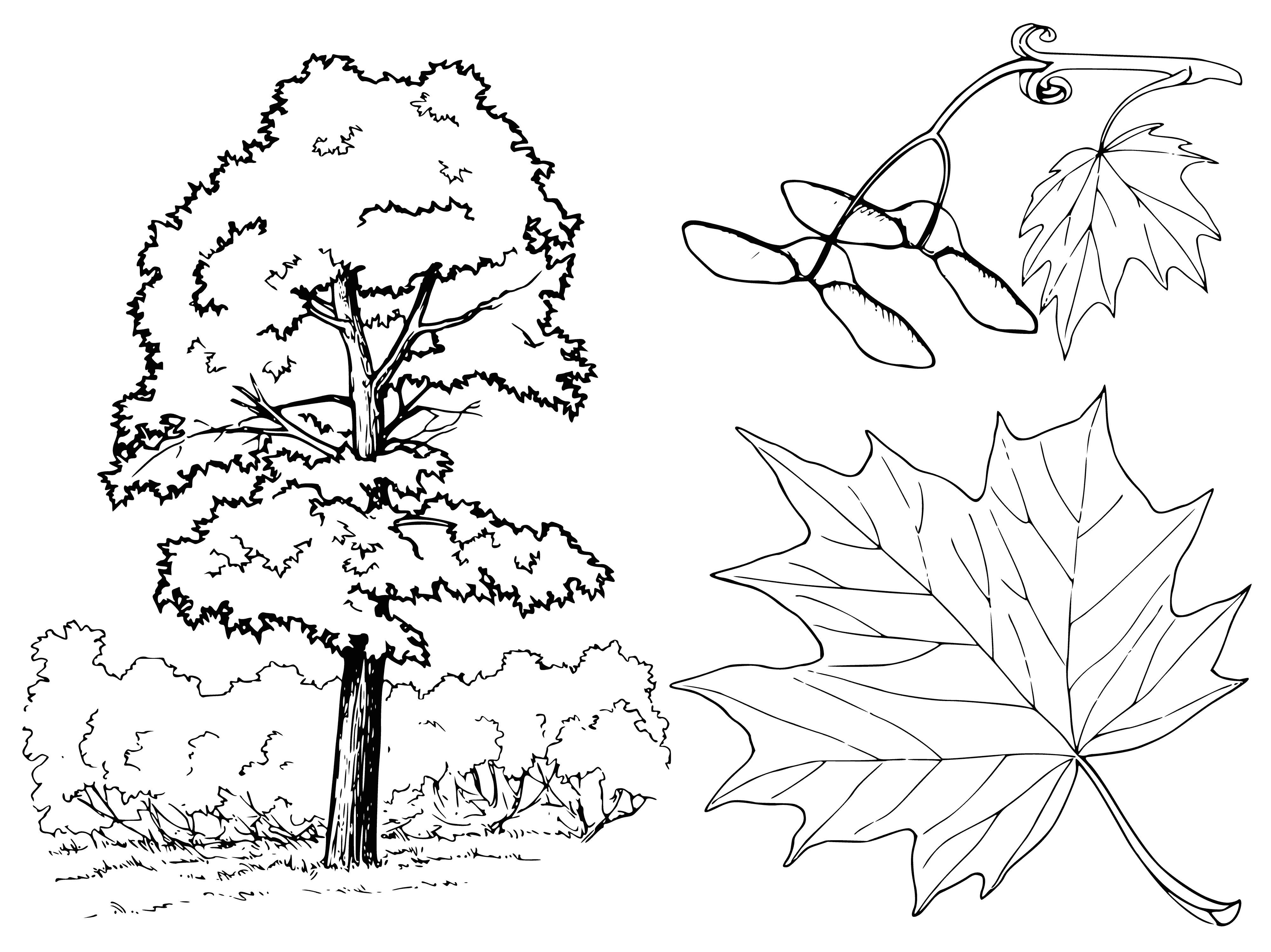 coloring page: Maple tree with red & yellow autumn leaves, strong trunk, branches spread out. Leaves pointy & tree stands tall.