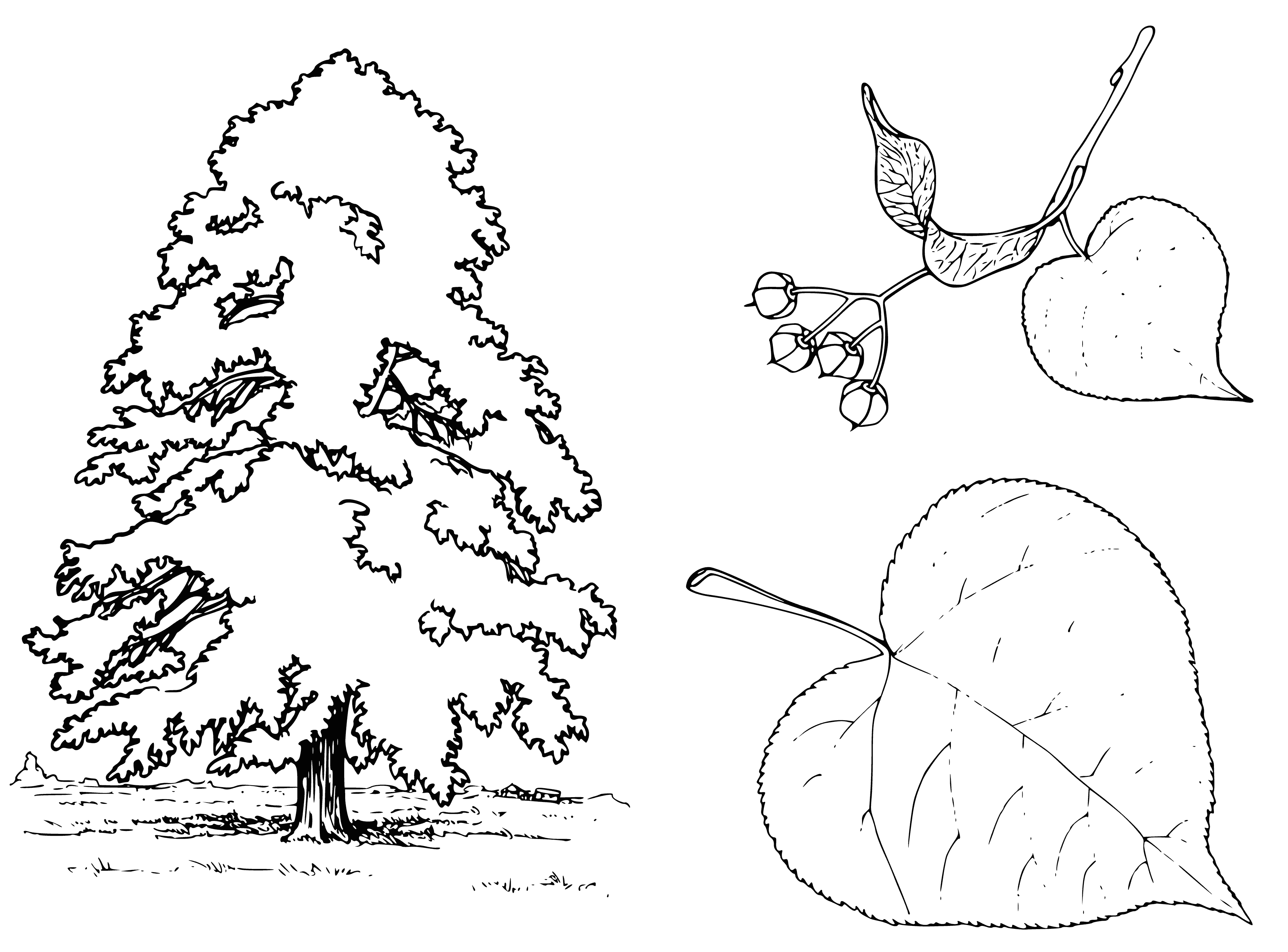 coloring page: Tall, thin Linden tree: round leaves, straight branches, brown bark, yellow leaves, close together. #nature #trees
