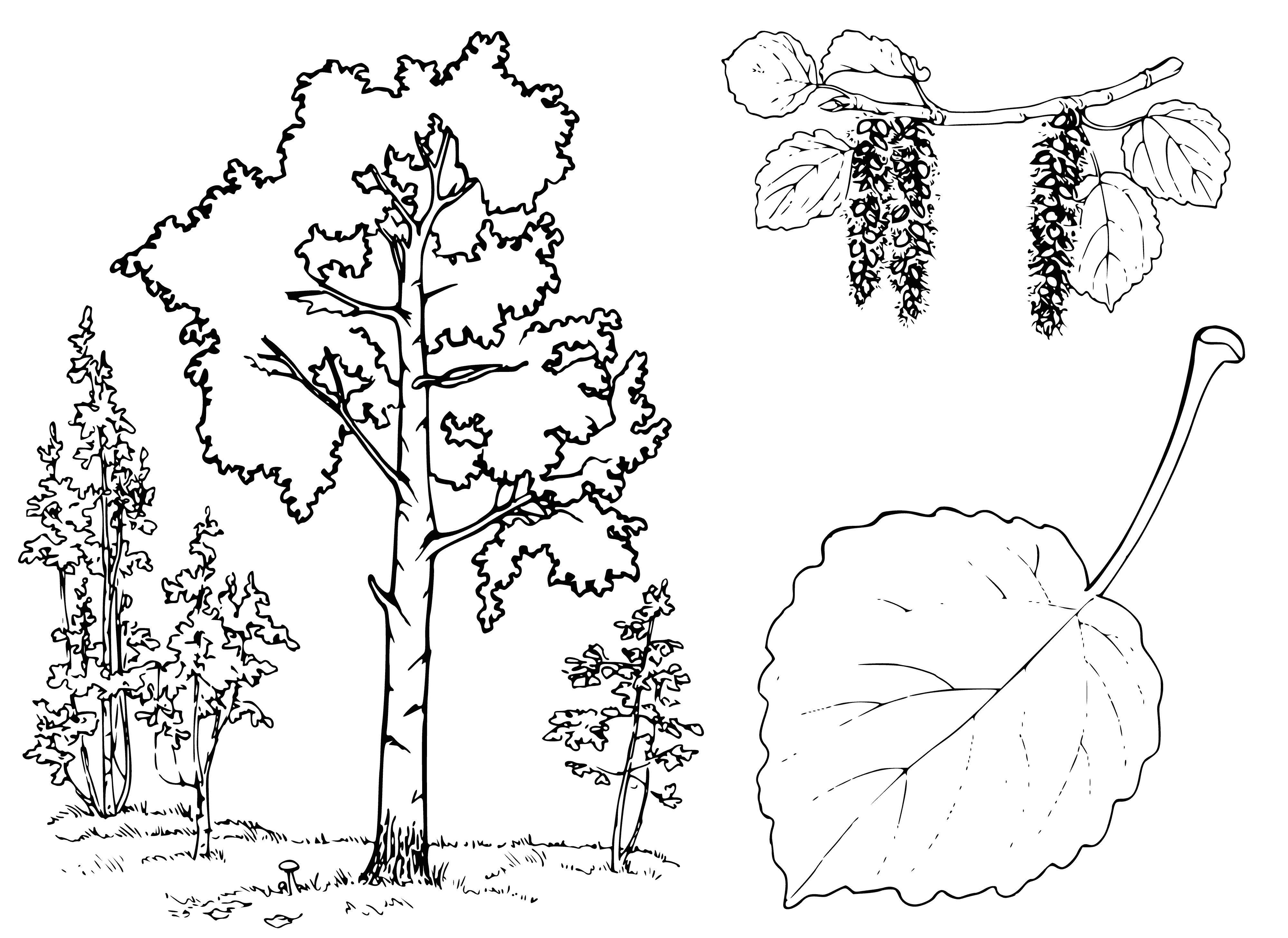 coloring page: Majestic deciduous tree with a slender trunk and smooth pale bark, heart-shaped leaves rustling in the wind; surrounded by smaller trees and shrubs w/ stream in the background.