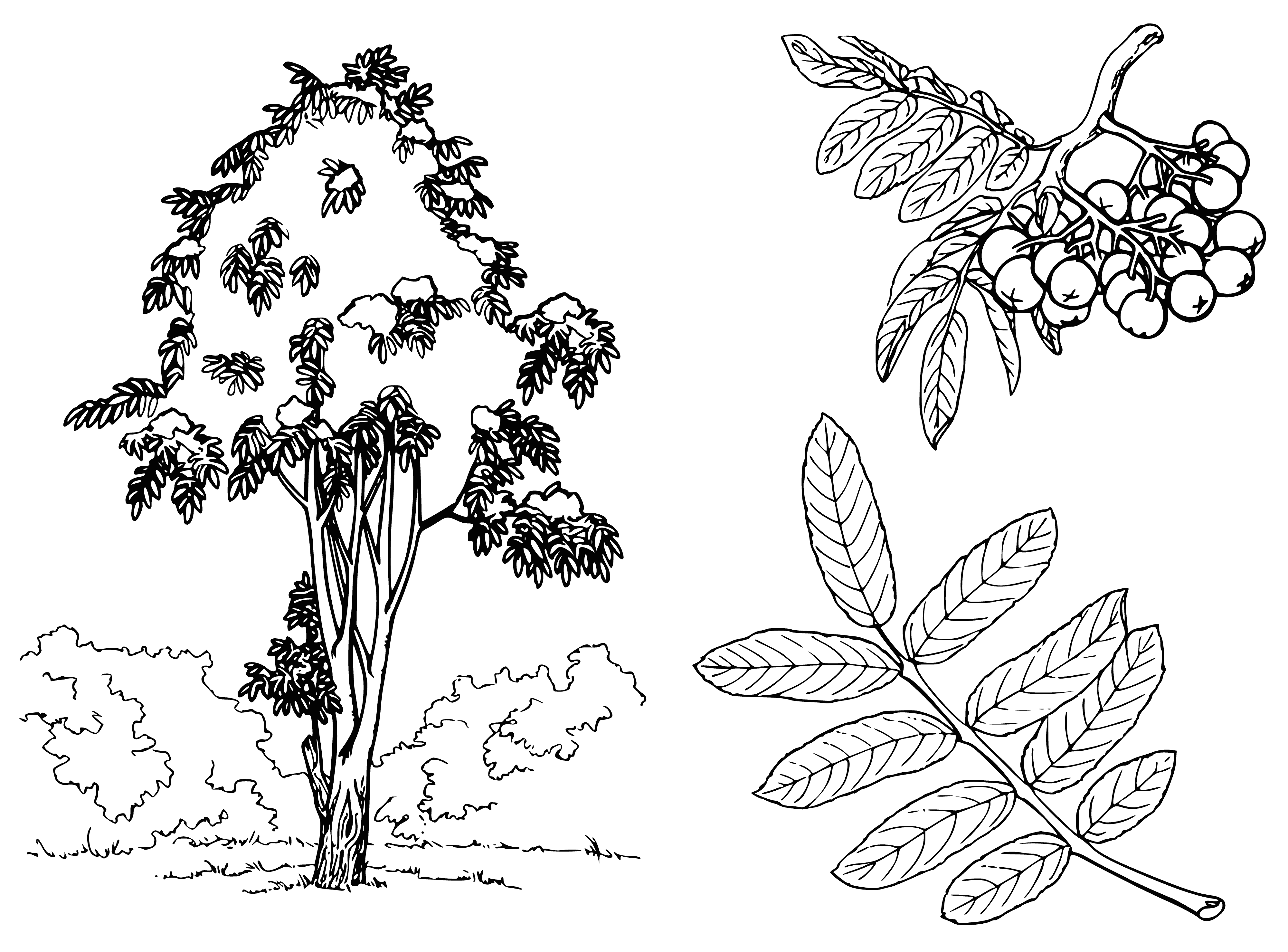 coloring page: Six Rowan trees in a row; tallest has most leaves, shortest has least.