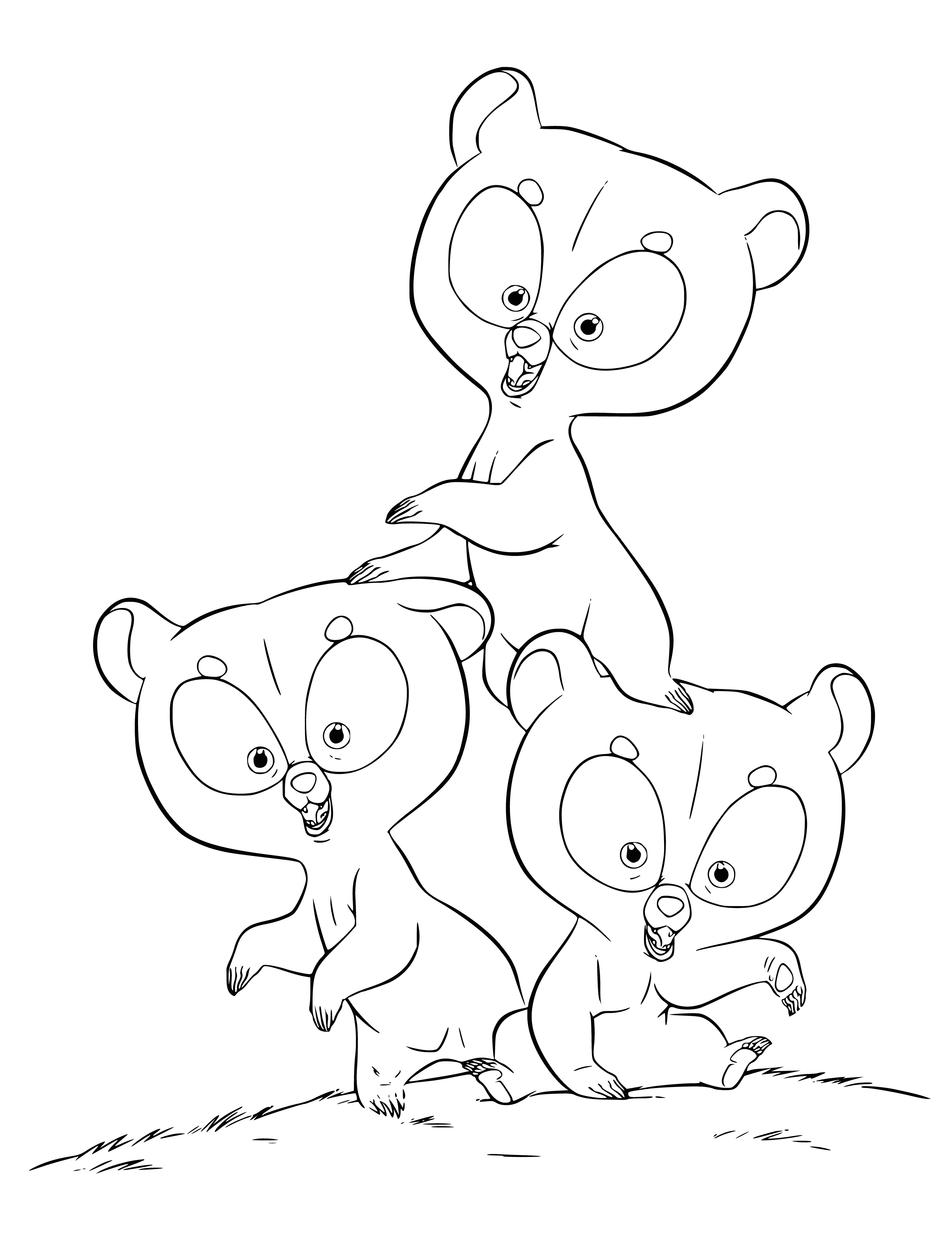 coloring page: Three baby bears cuddled in the grass, soft and fluffy, big eyes with small noses; so cute and innocent!