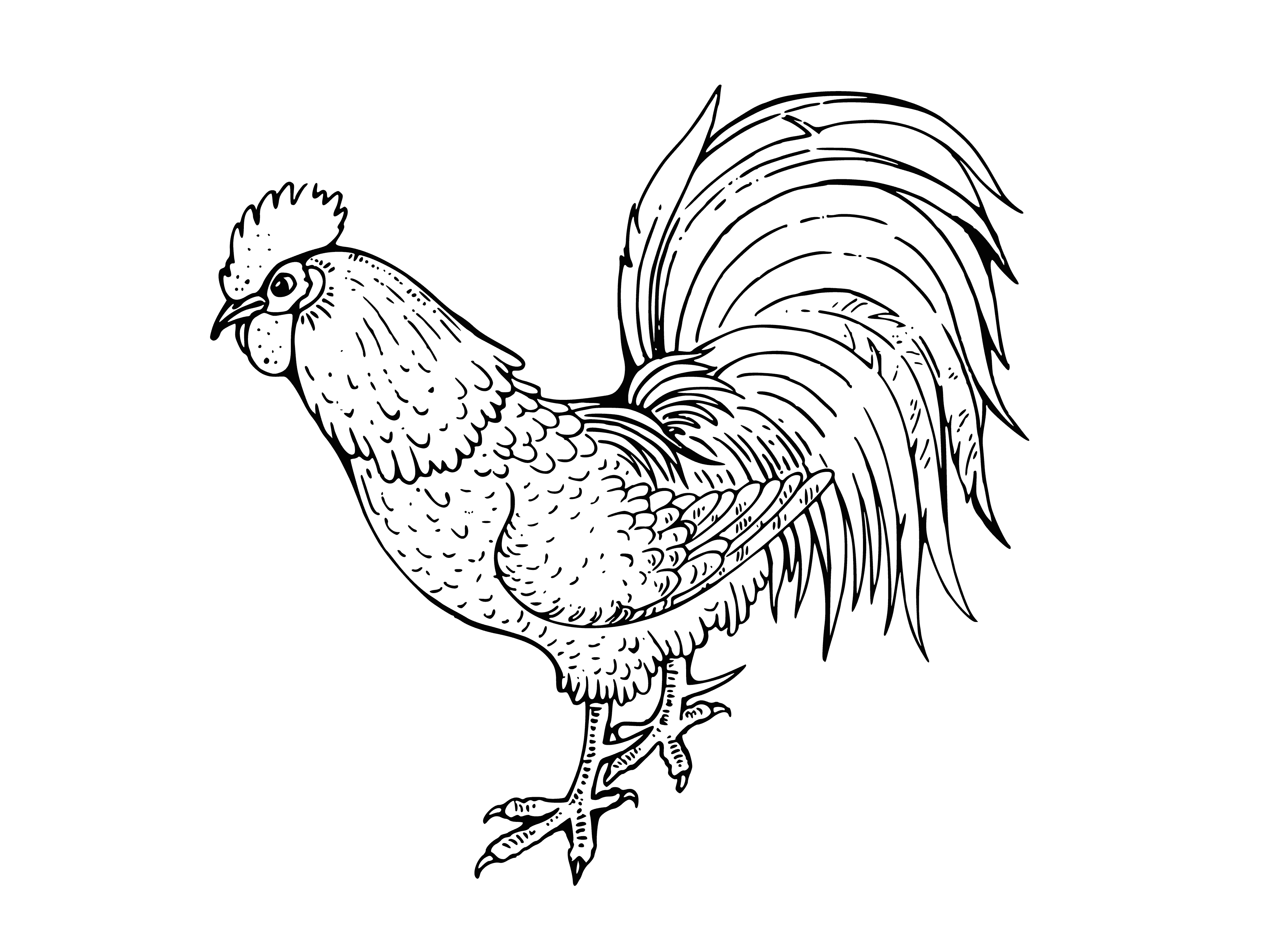 Rooster has long neck, big beak, yellow head, red comb and black feathers; long tail.