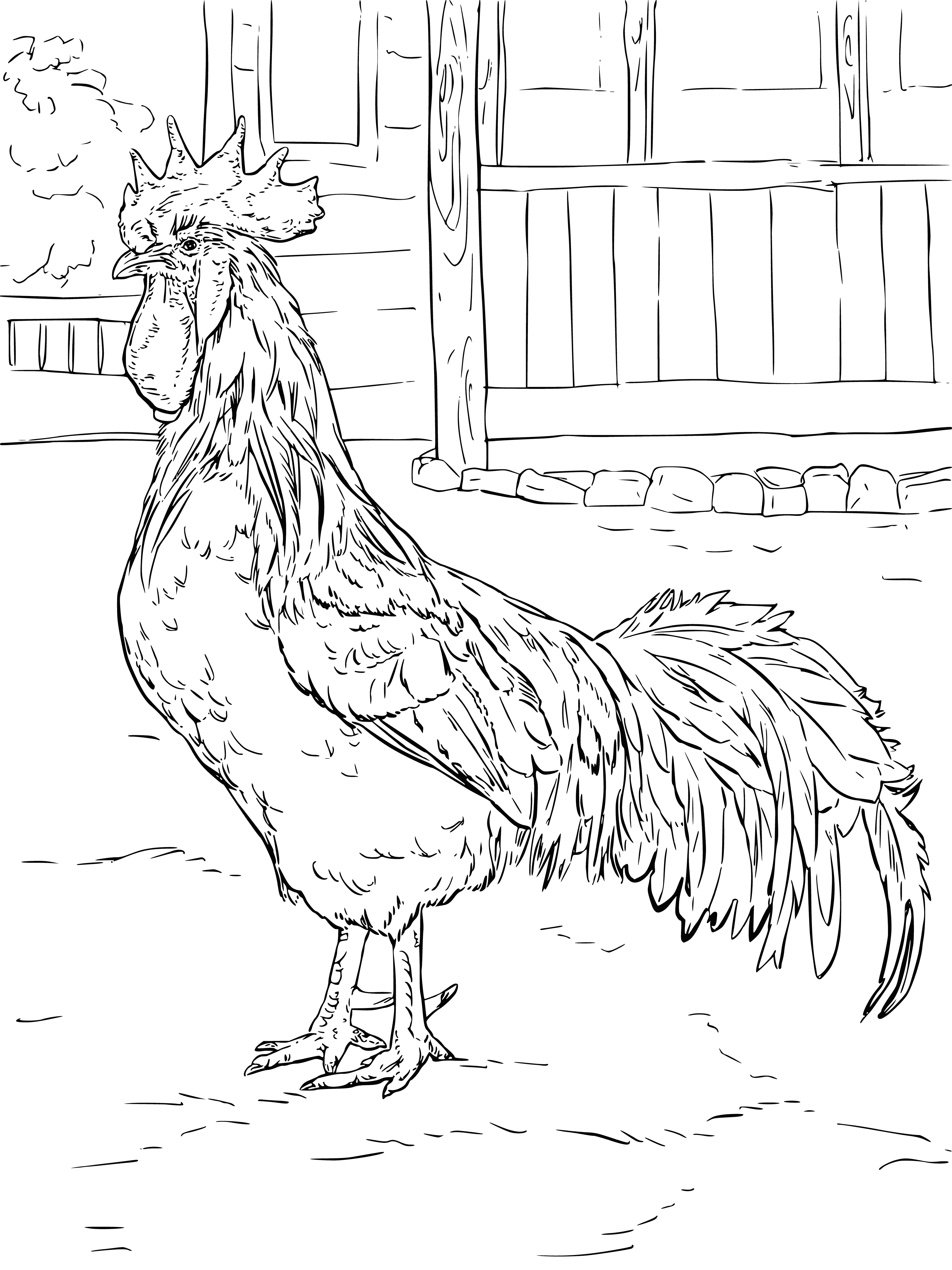 coloring page: a beautiful bird stands in the yard; red tail and crest, black head, wings with white tips - a magnificent sight! #rooster