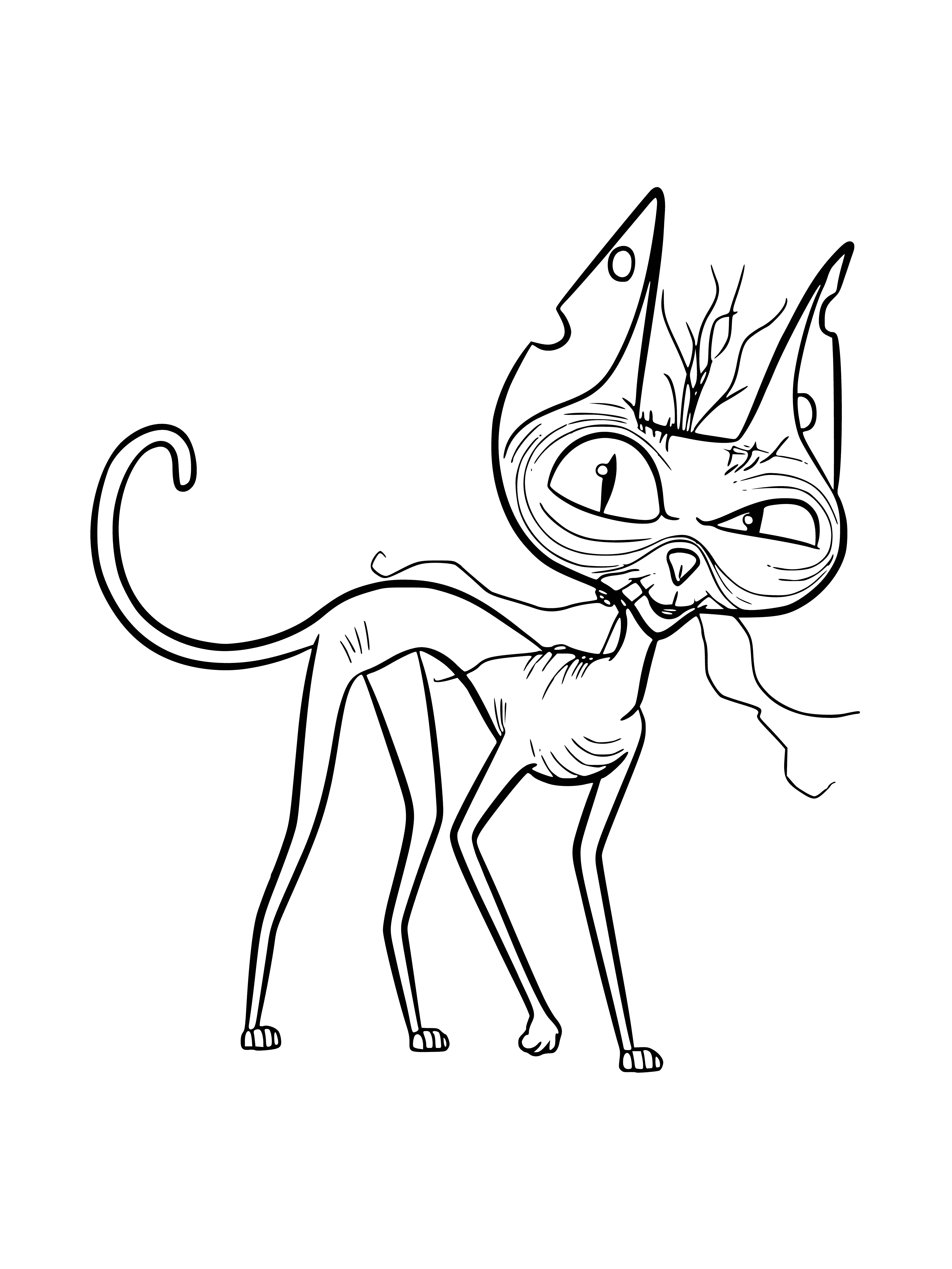coloring page: Ozone is a curious, playful all-black Sphynx cat with a white "bib". He loves to explore and play with his toys. #catlife
