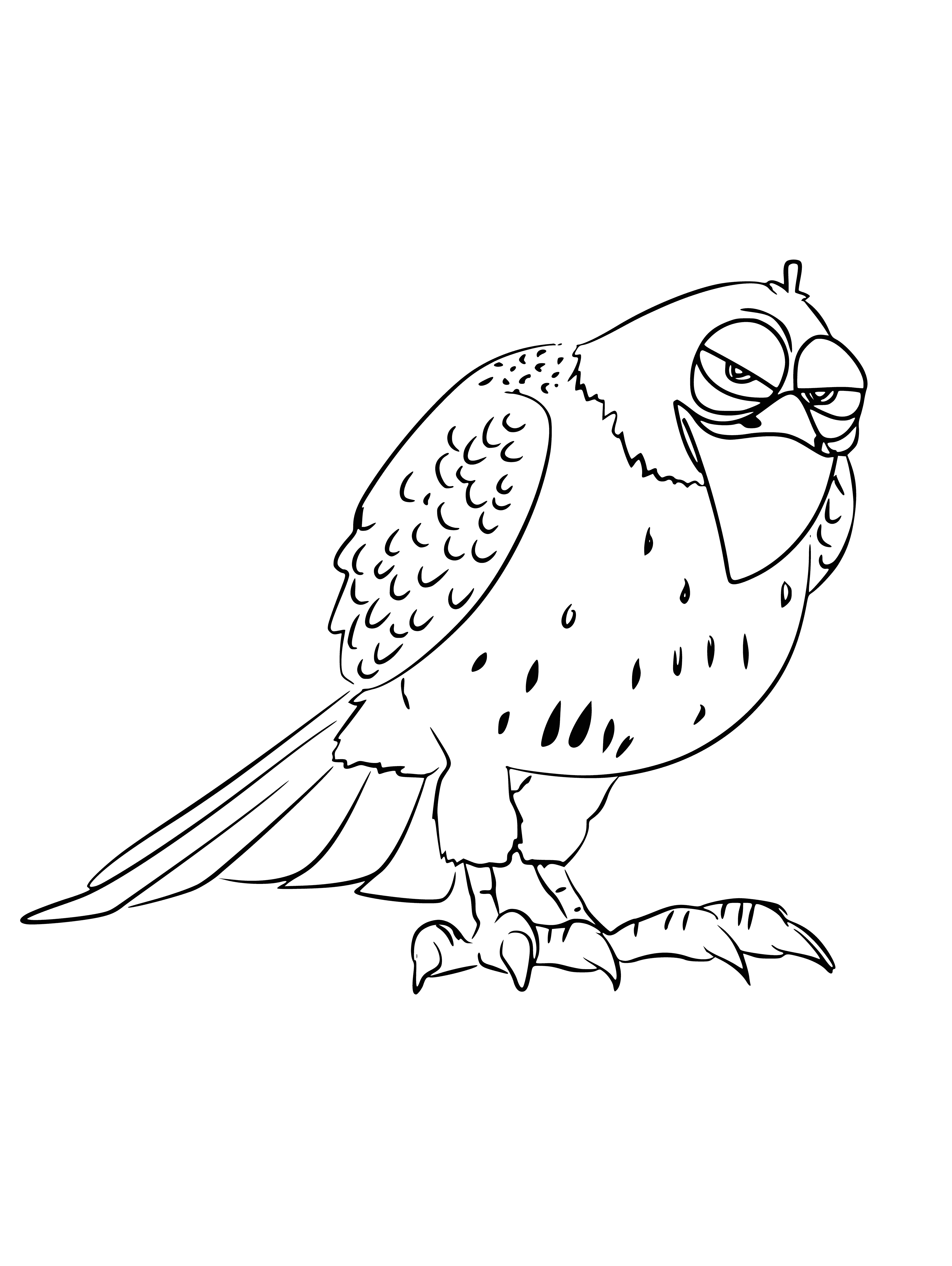 coloring page: A brown and white hawk with a long beak and talons is perched on a branch in the coloring page.