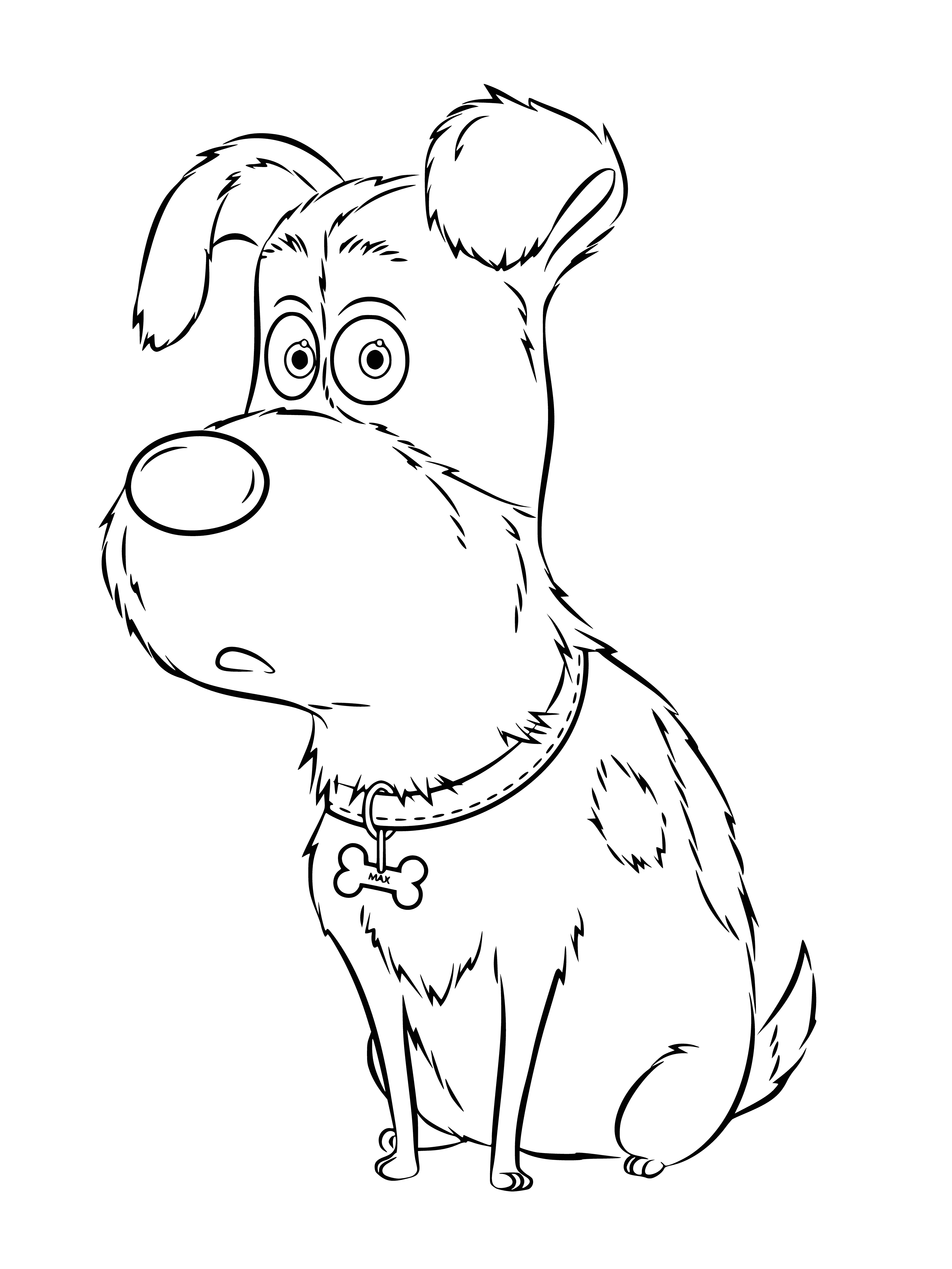 coloring page: Max, a brown & white terrier wearing a blue collar with a gold name tag, is enjoying a leisurely stroll down the sidewalk.