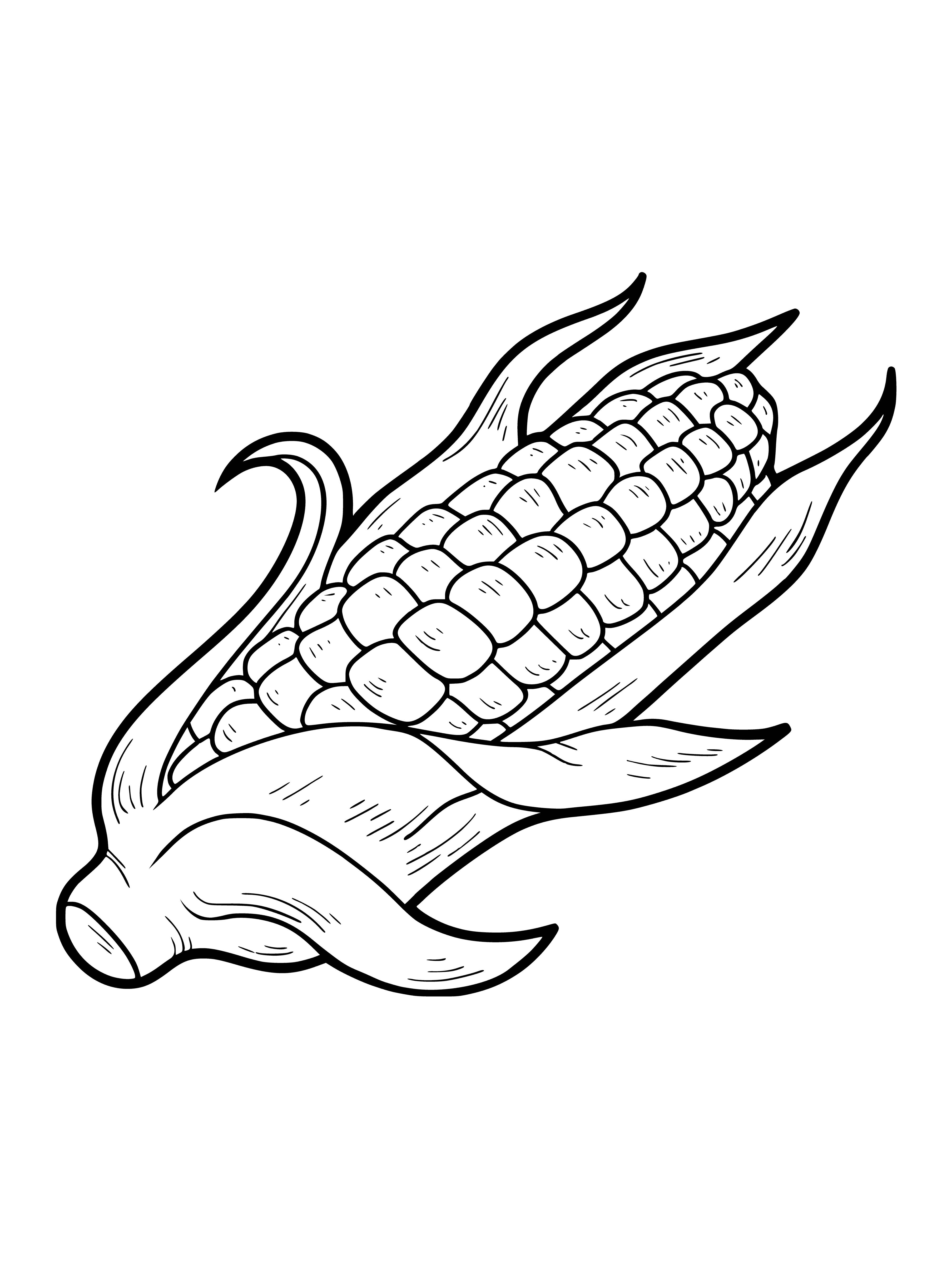 coloring page: Corn plants in a field, ready to harvest. Ears of corn have yellow vegetables and green husks. #corn #harvest