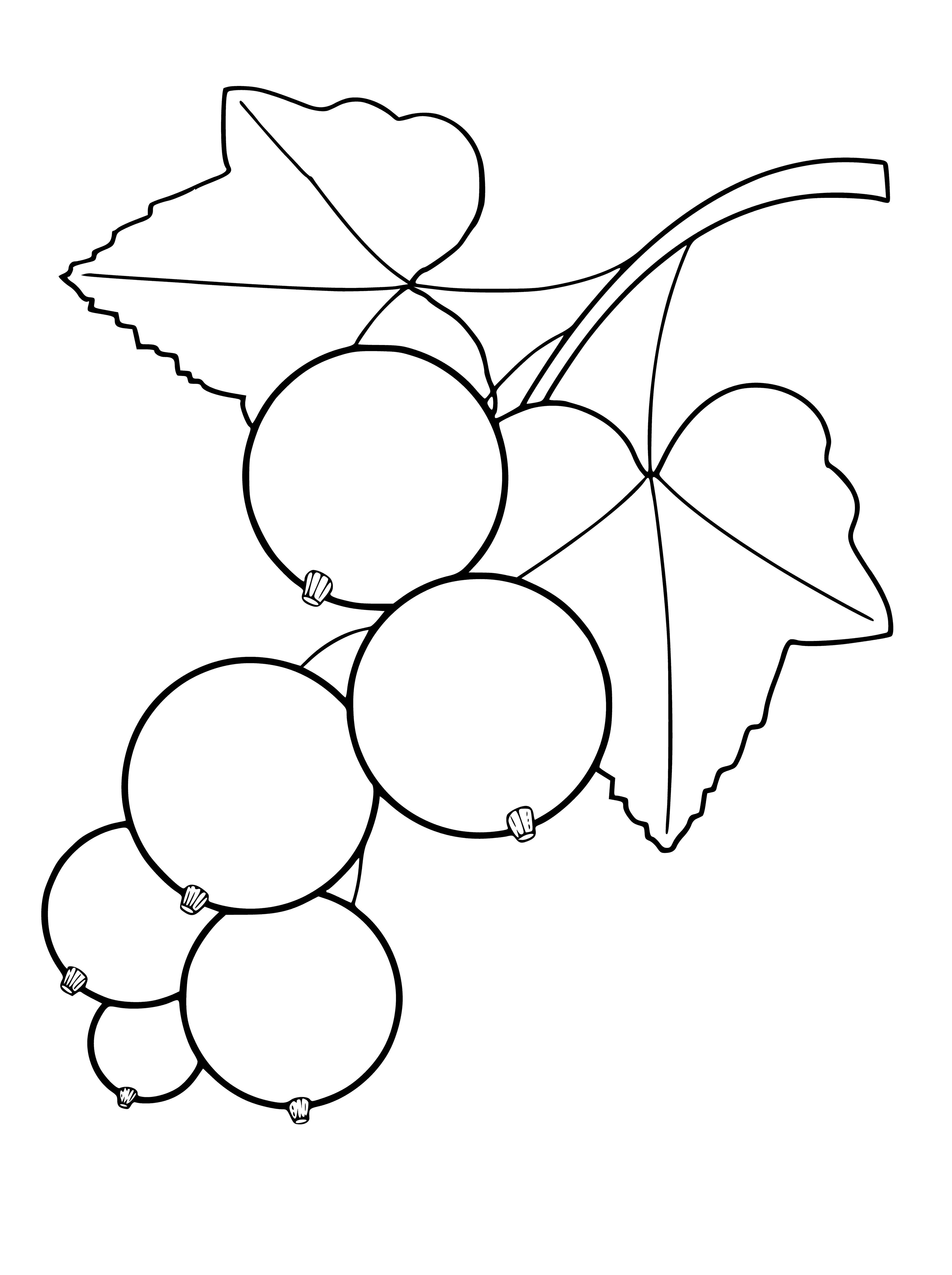 coloring page: Currants are small, round fruits that come in black, red, or white. Used for jams, jellies, and baked goods.