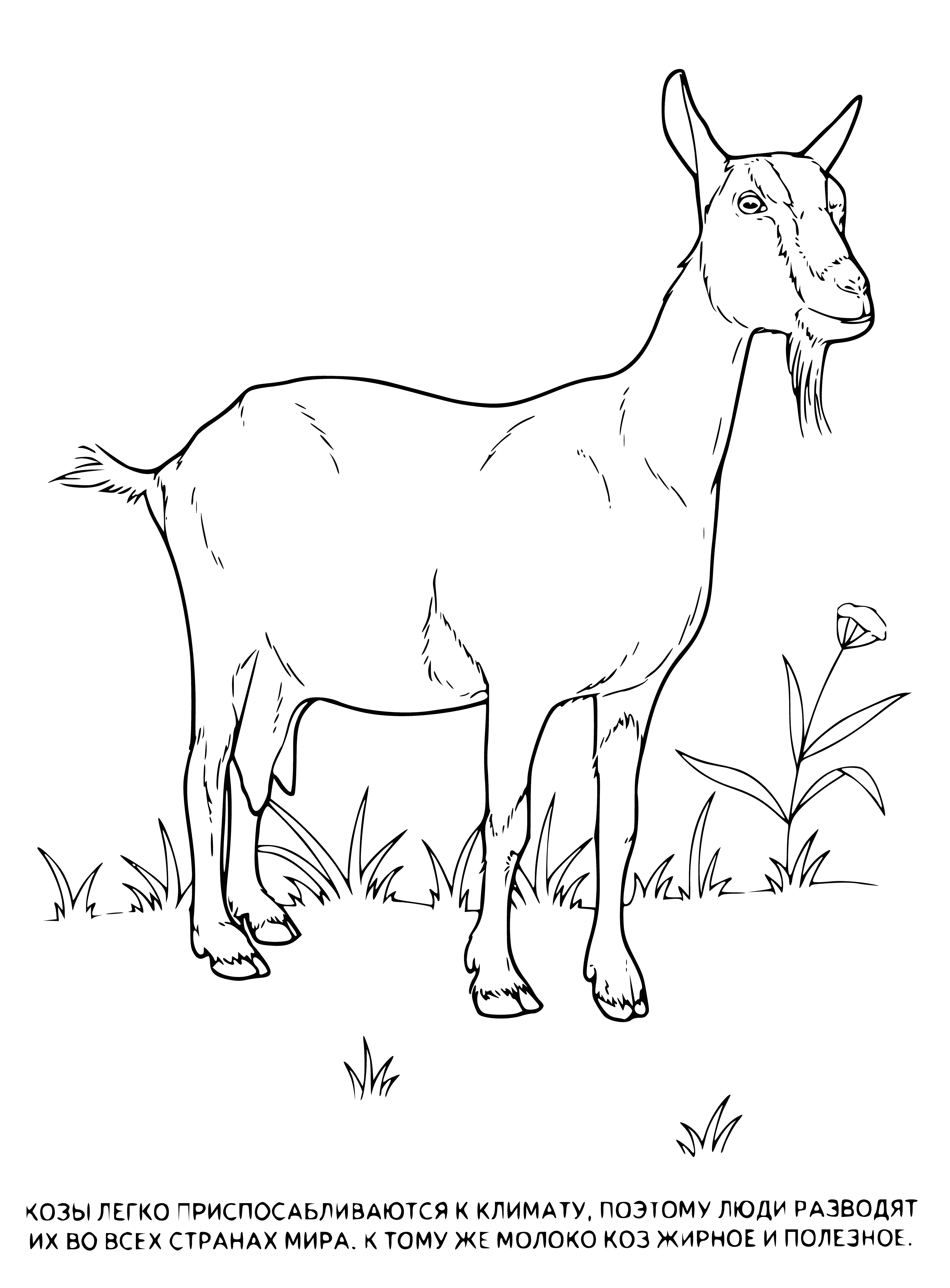 Goat coloring page