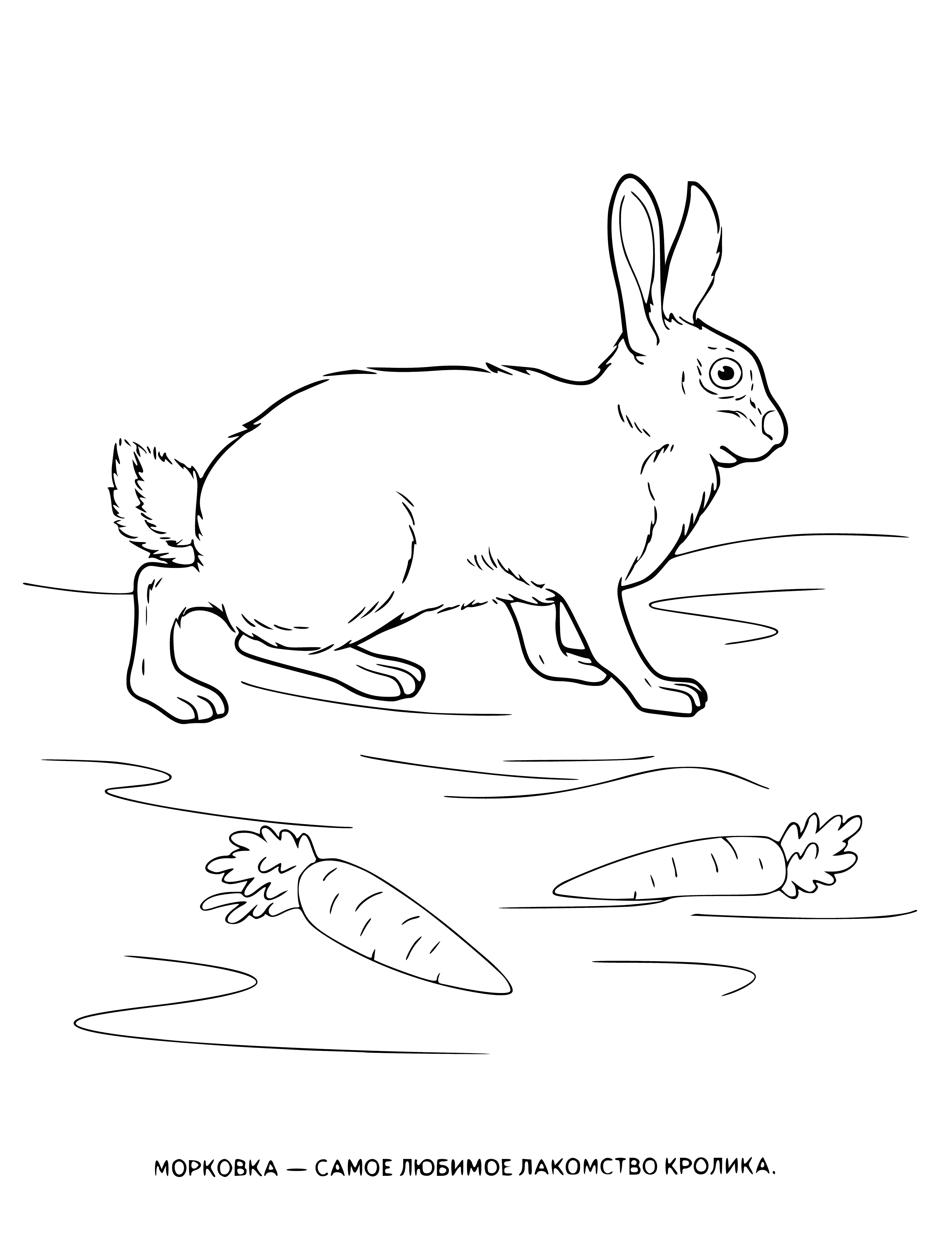 coloring page: Small white rabbit with black eyes, long ears, soft fur. Sitting on hind legs, front paws raised. Long black nose, sharp white teeth.
