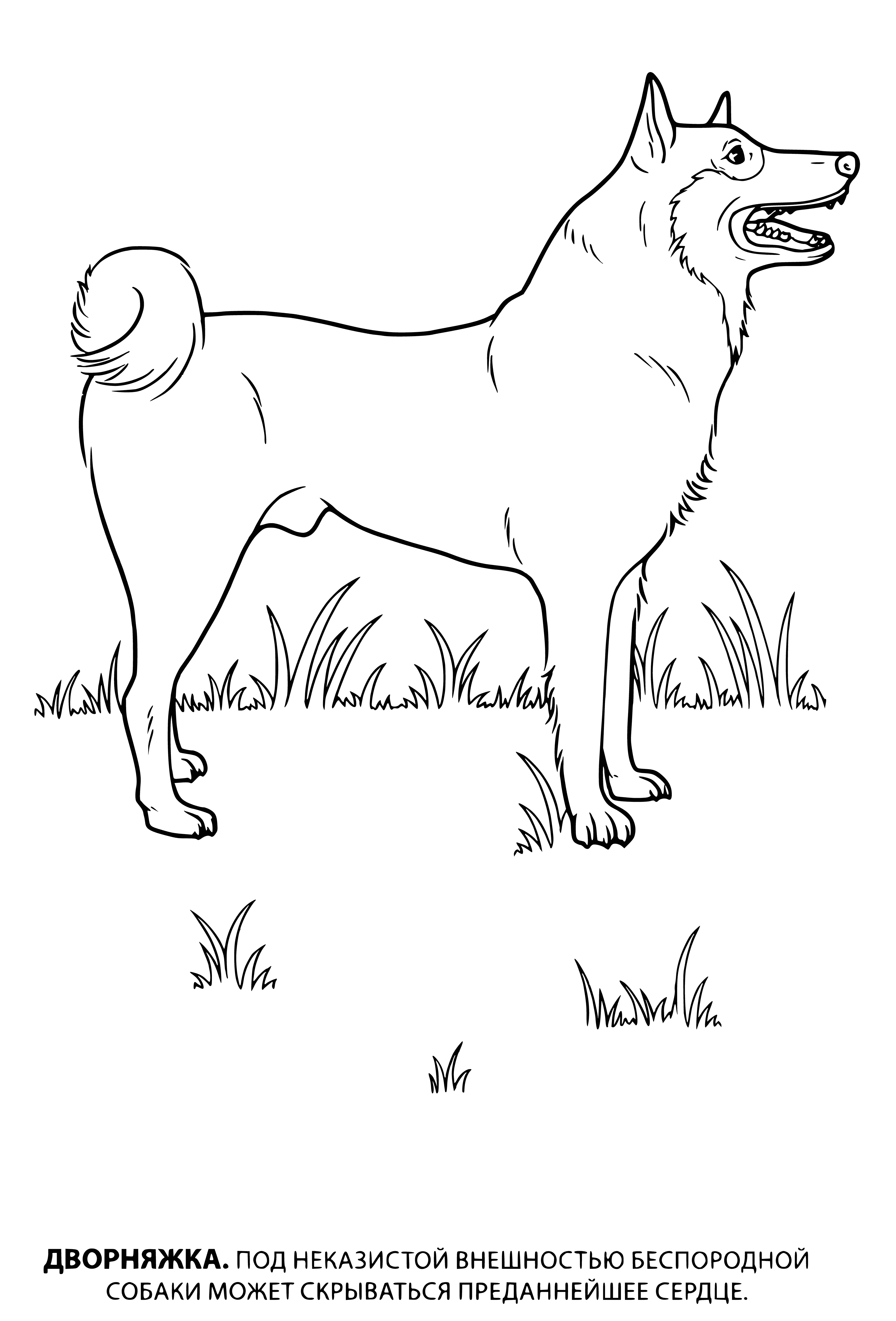 coloring page: A brown & white dog lies on a patch of grass in front of a brick house, tongue out.
