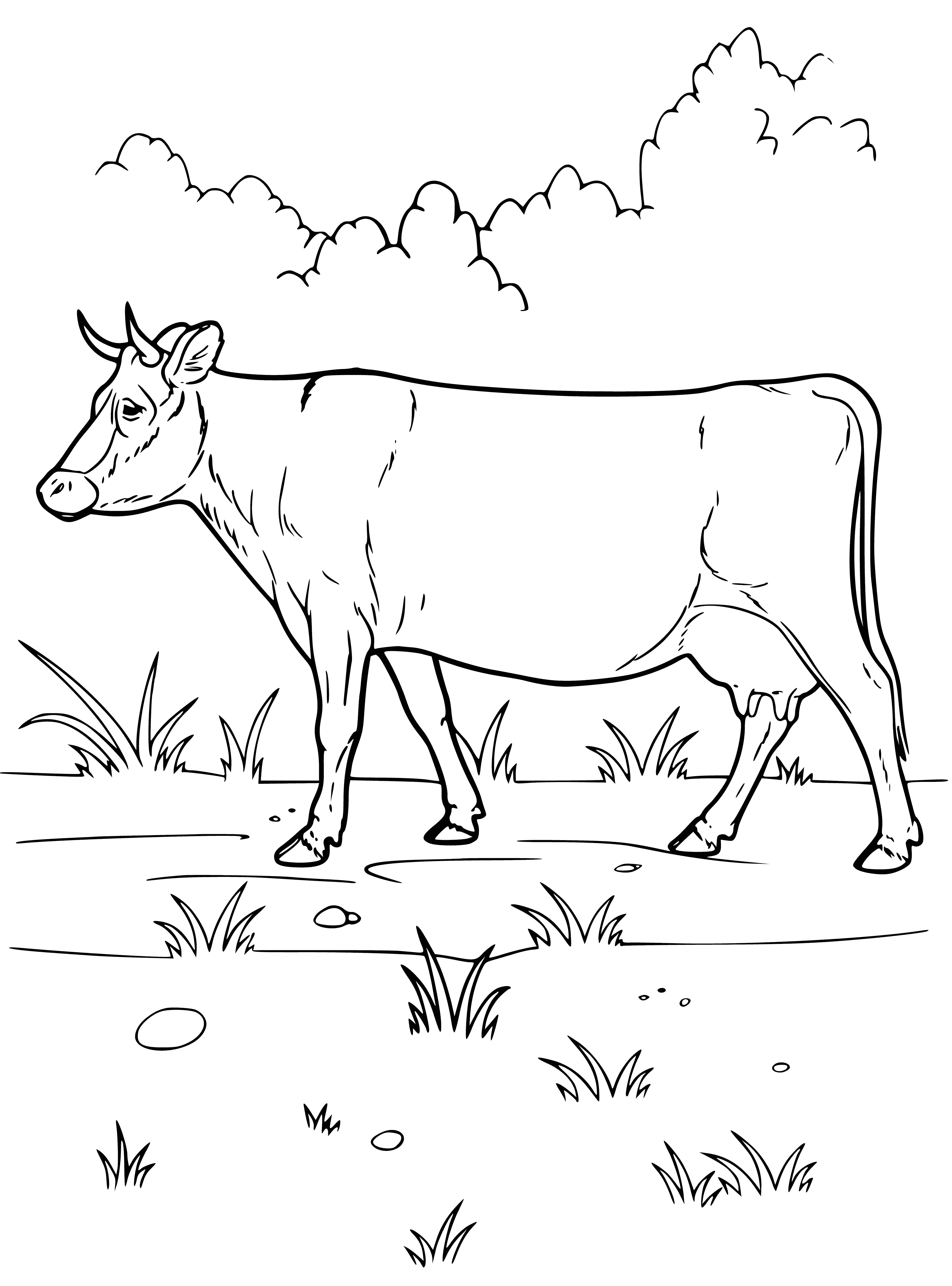 coloring page: Domestic cow has 4 legs, big body, big head, 2 big eyes, is brown & white; eats grass.
