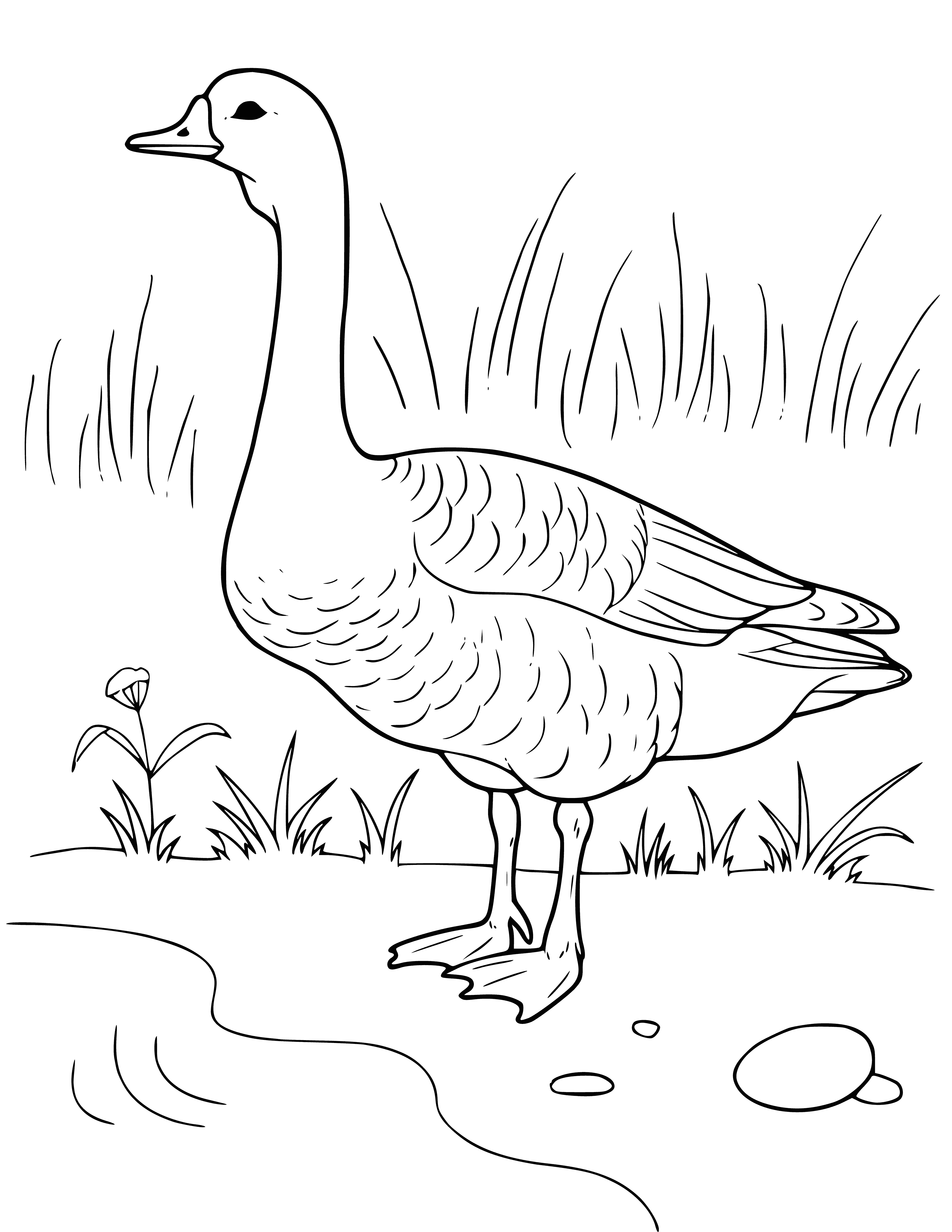 coloring page: Geese are popular waterfowl with a long neck, gray feathers, orange beak, long legs, and webbed feet. They honk loudly, can be kept as pets, and can even be trained to do tricks.