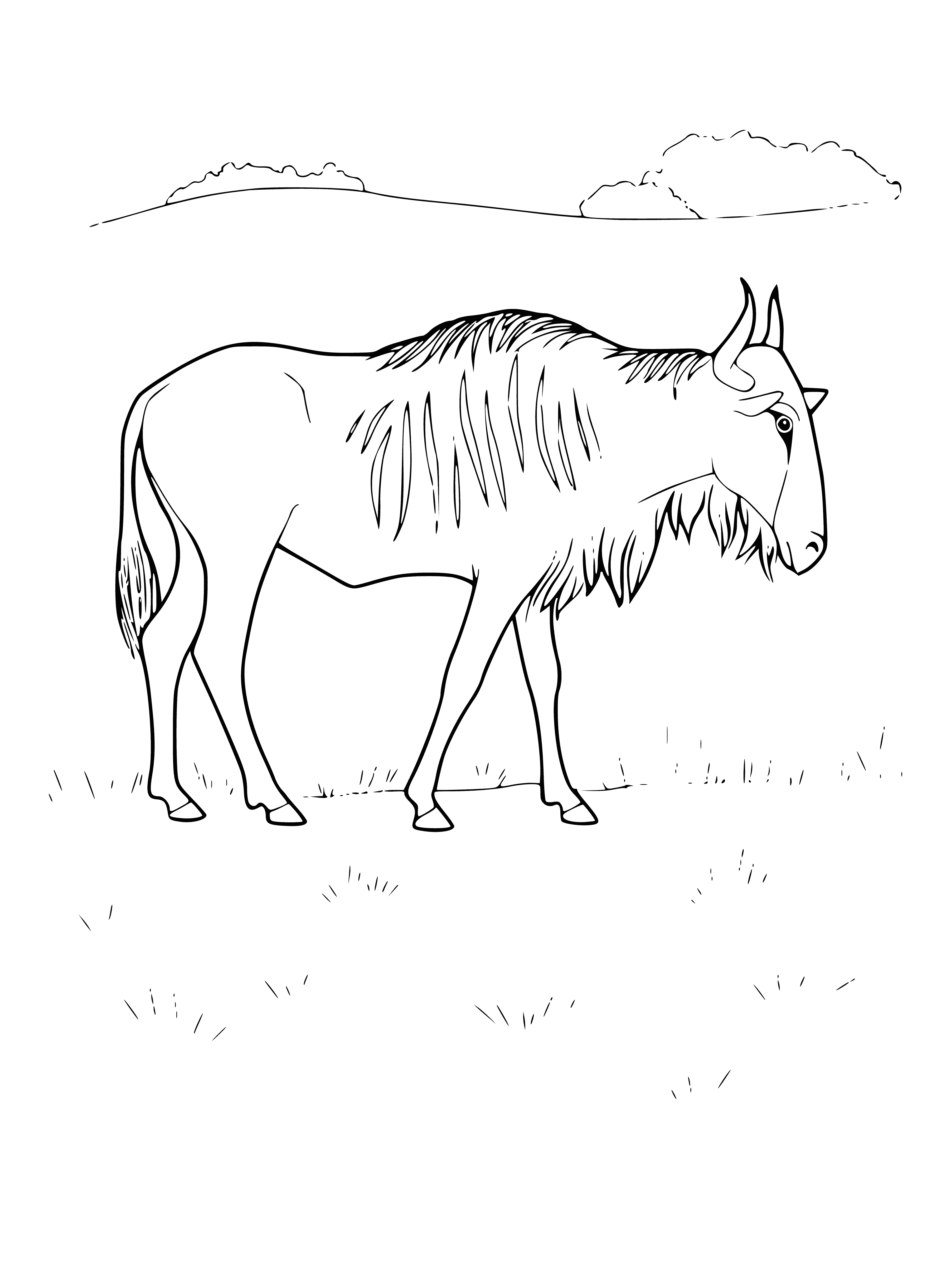 coloring page: Wildebeest are large antelopes with horns & shaggy coats; they live in herds & migrate long distances between grazing & waterholes.