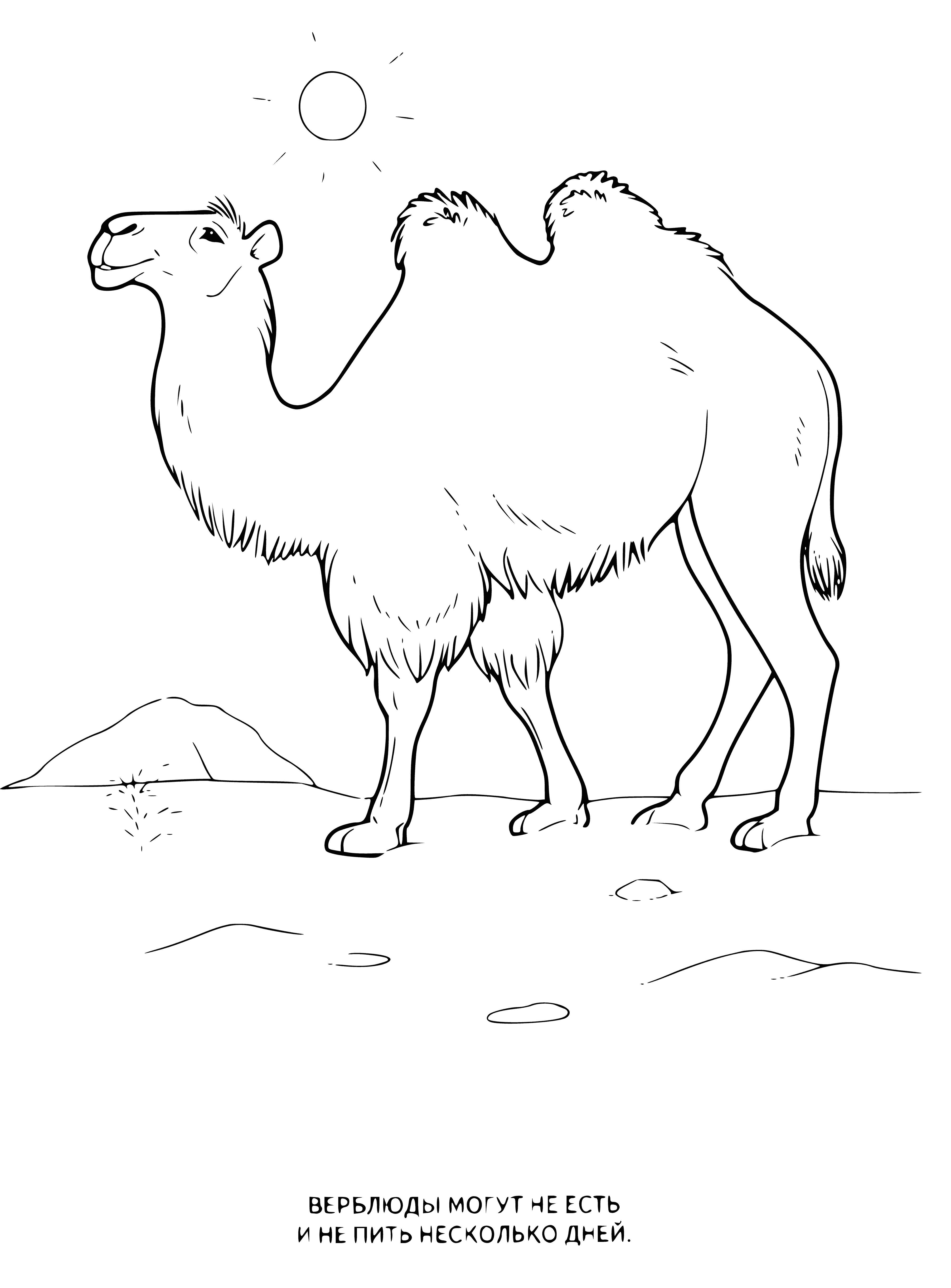 coloring page: The camel is a large, brown animal with a long neck and two humps on its back. #camel