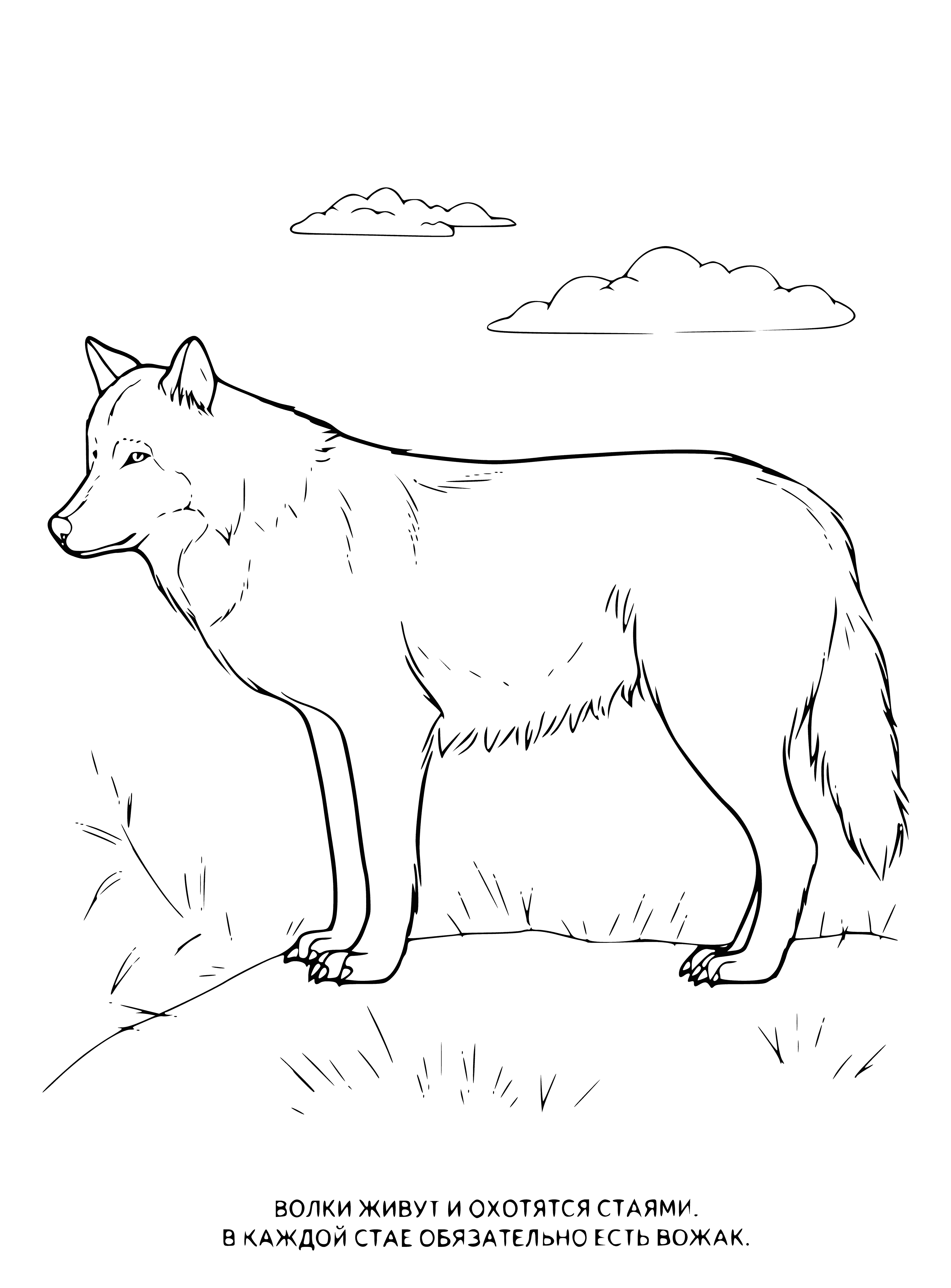 coloring page: Wolves are members of the canine family, are similar to domestic dogs but larger & hunt in packs. They're known for their howling.