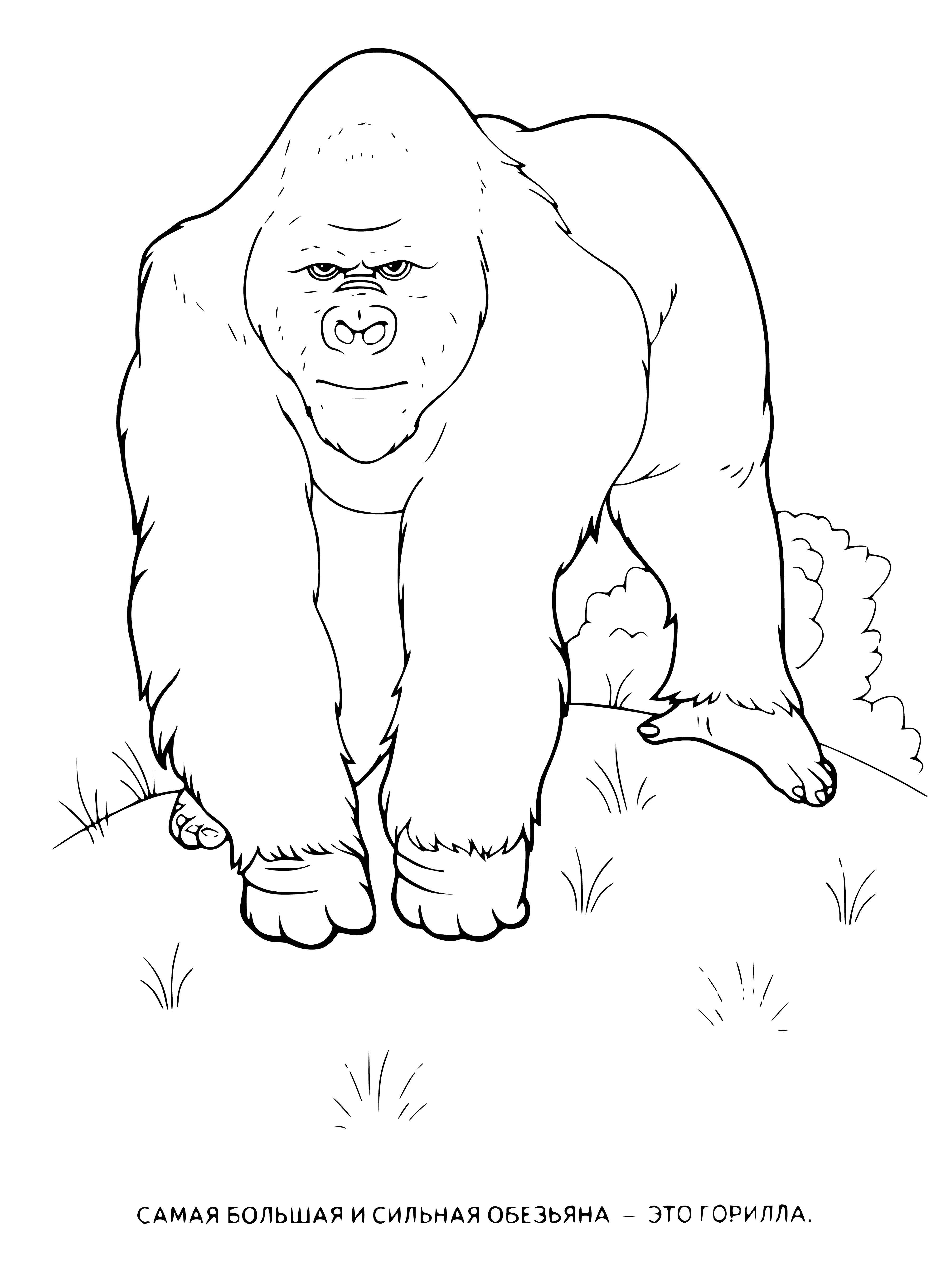 coloring page: The gorilla is the largest living primate, with dark hair, a short muzzle and long arms. It has small eyes and magenta hands & feet.