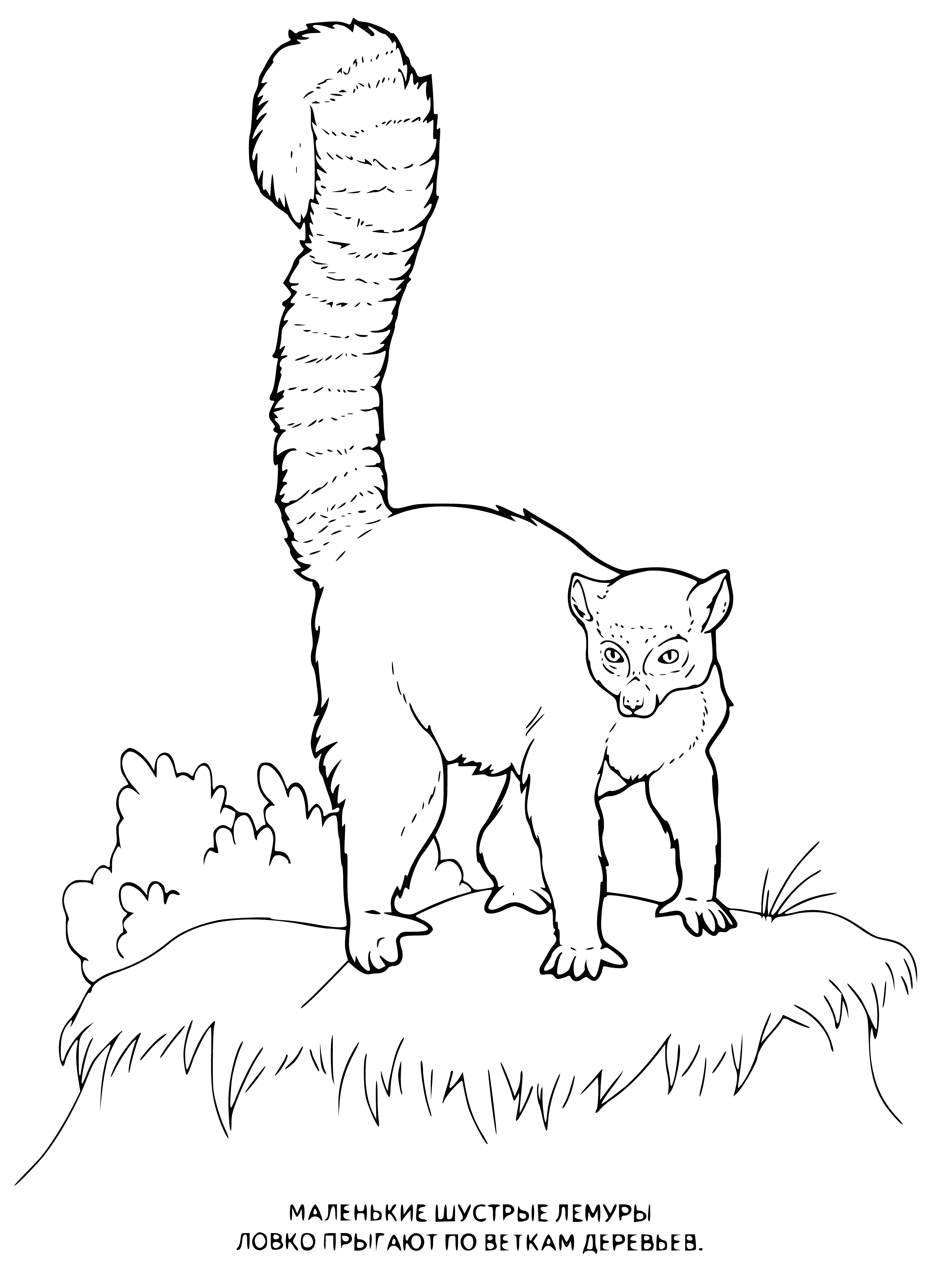 coloring page: Lemurs are small, furry animals found mainly in Madagascar with 100+ varieties in sizes from cats to mice. They have big eyes and come in colors like brown, white, and black.