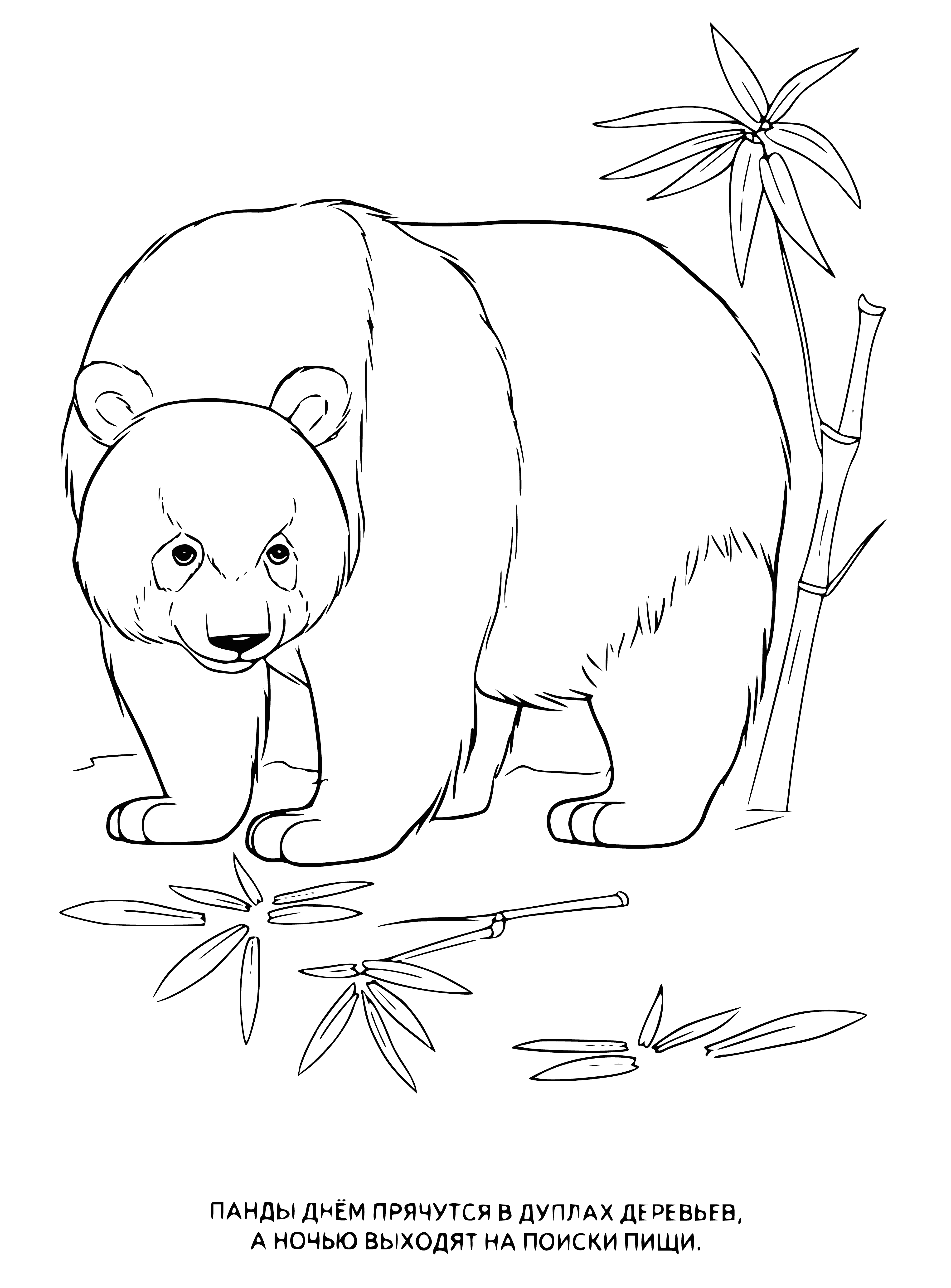 coloring page: Large black & white animal on a tree branch, big head & small ears, body covered in fur, small black tail.