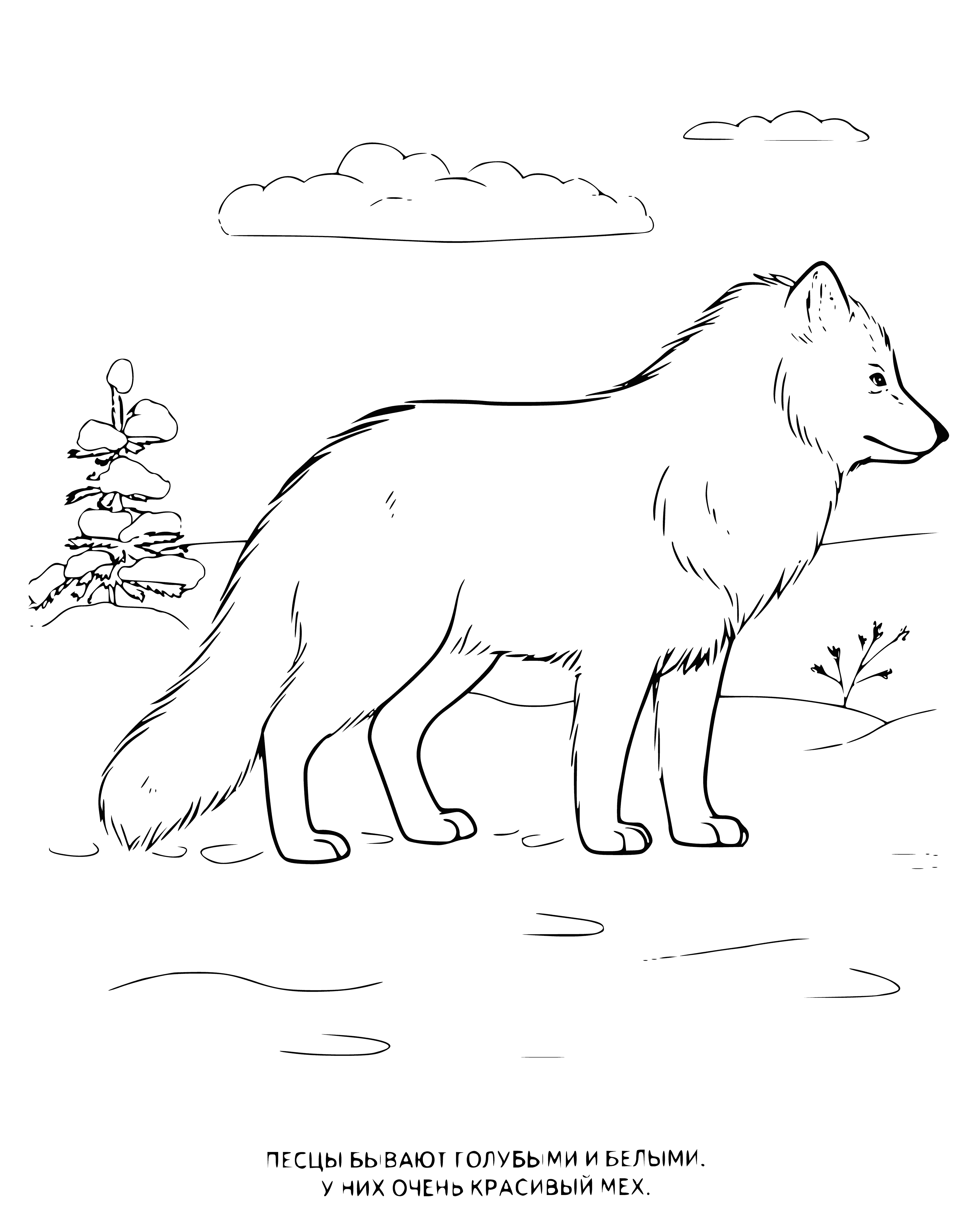 coloring page: Foxes are wild animals, resembling small dogs with pointed noses, furry ears, and bushy tails. Fur colors vary from reddish-brown to gray, black, and white.