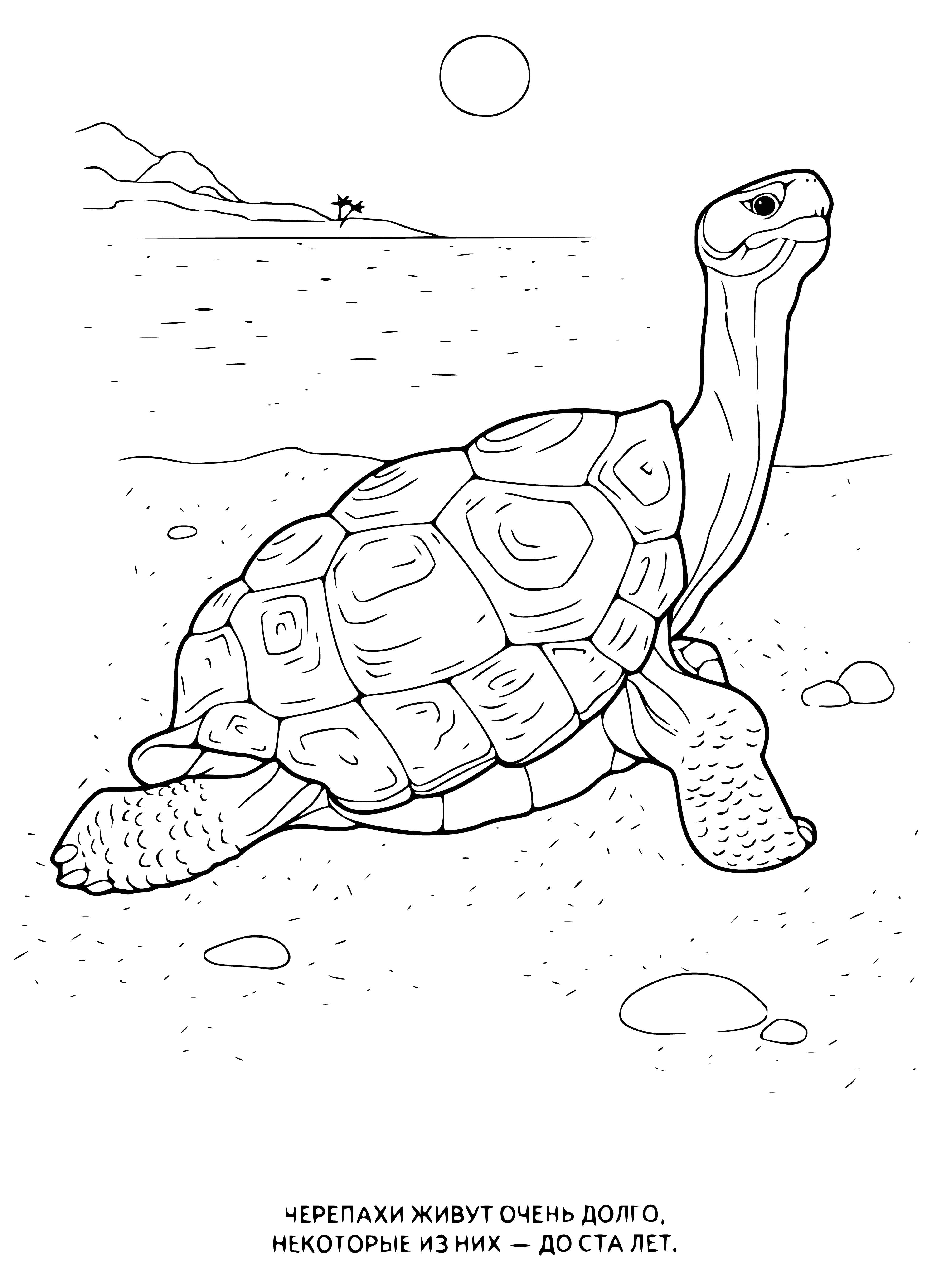 coloring page: Turtle is a reptile with a hard shell, four legs, and head/tail. Shell is green/brown.