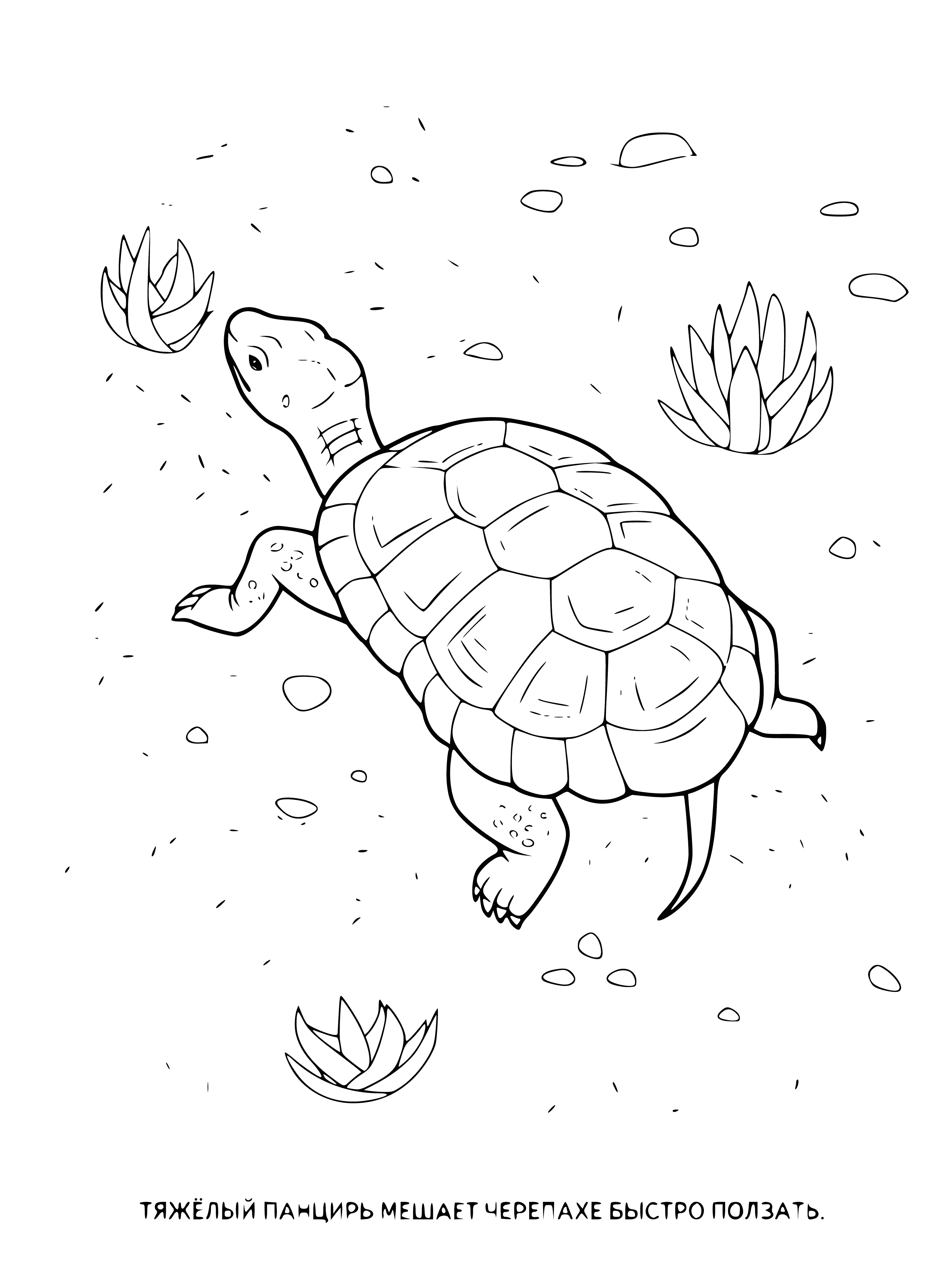 coloring page: Green turtle w/ long neck & brown shell swimming towards land w/ black eyes & open mouth.