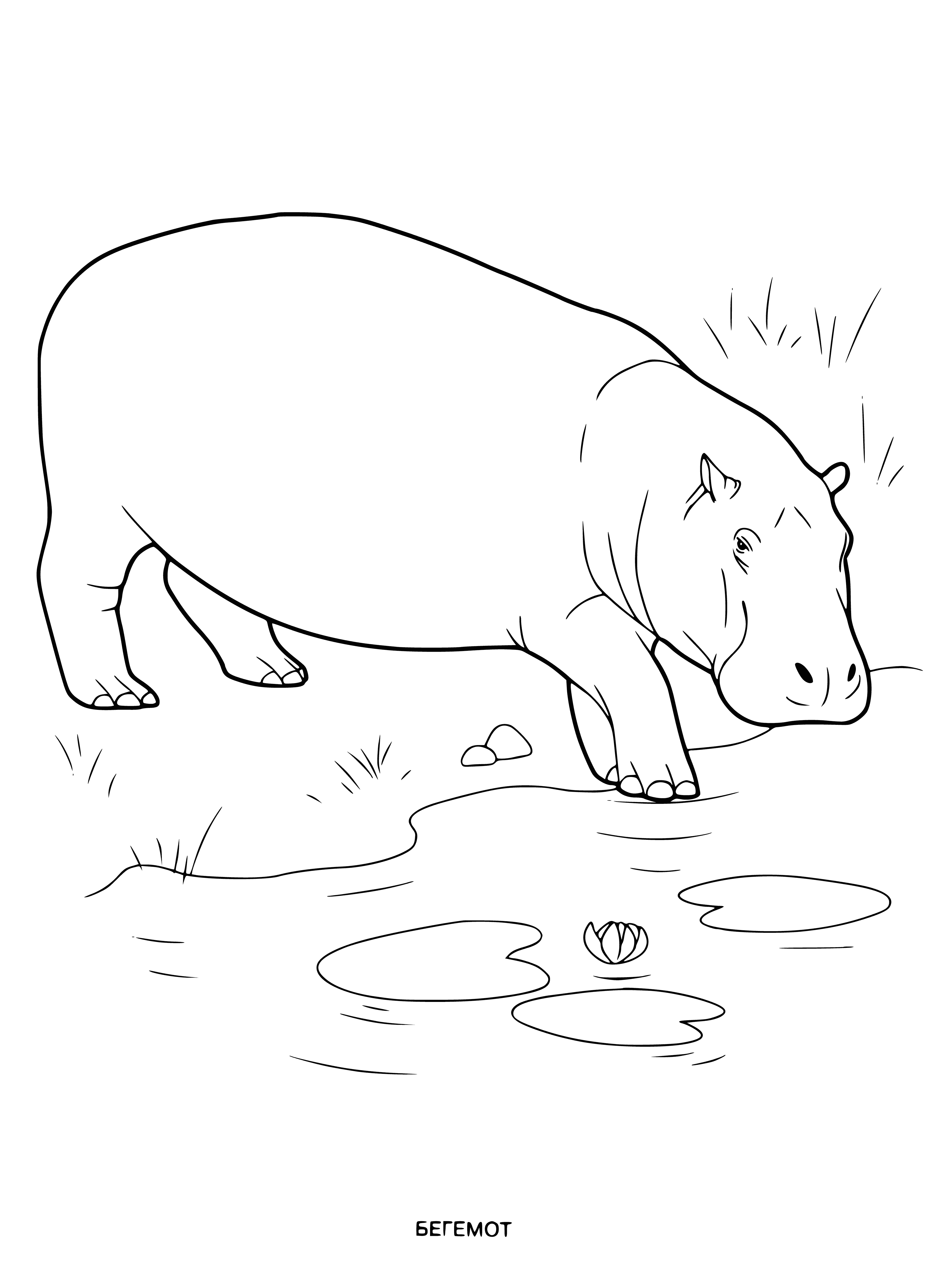 coloring page: Hippos are large African herbivores with friendly dispositions, living in rivers & lakes.