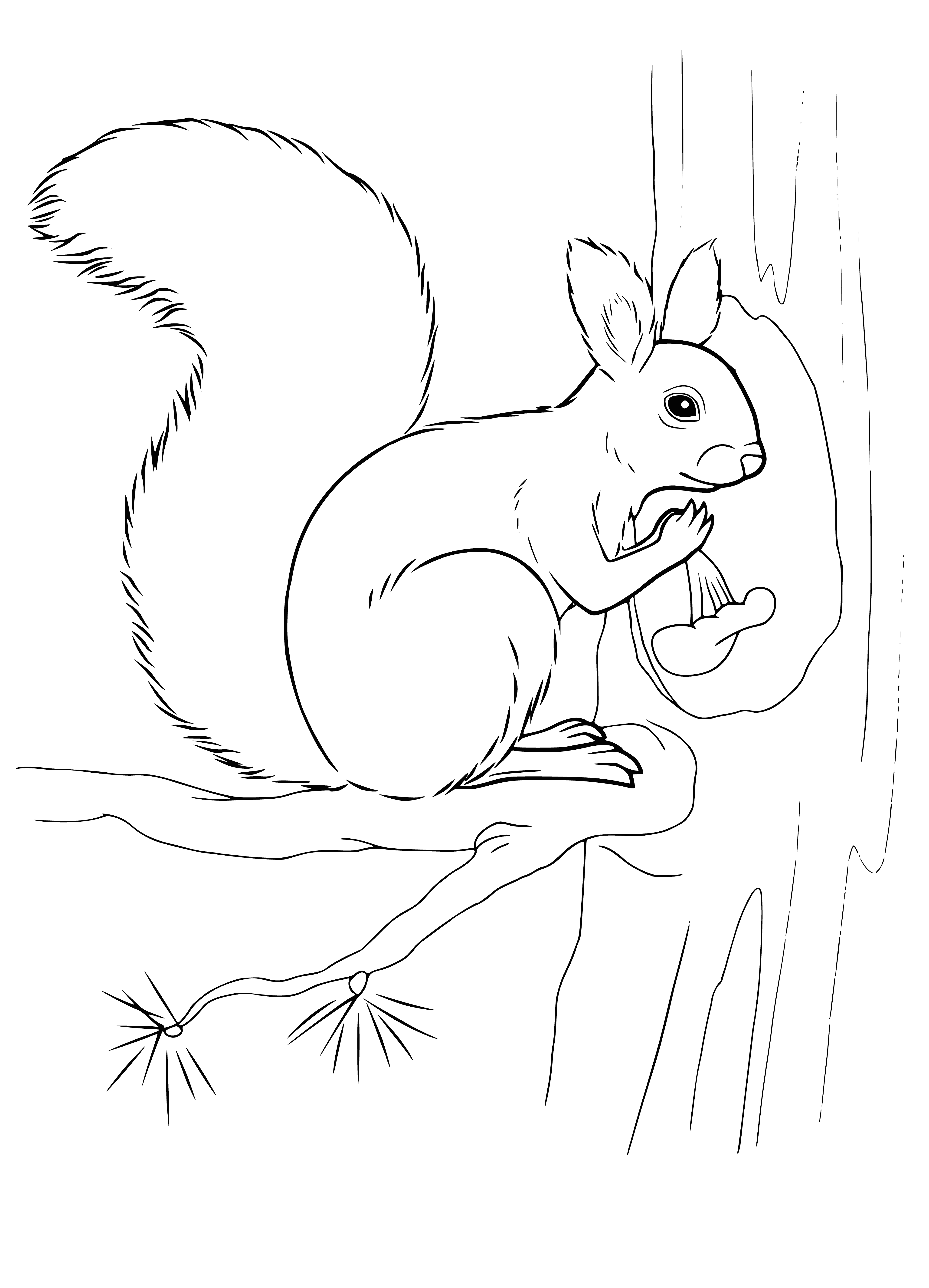coloring page: Squirrel on branch in coloring page has large, pointy ears, brown and white fur and bushy tail.