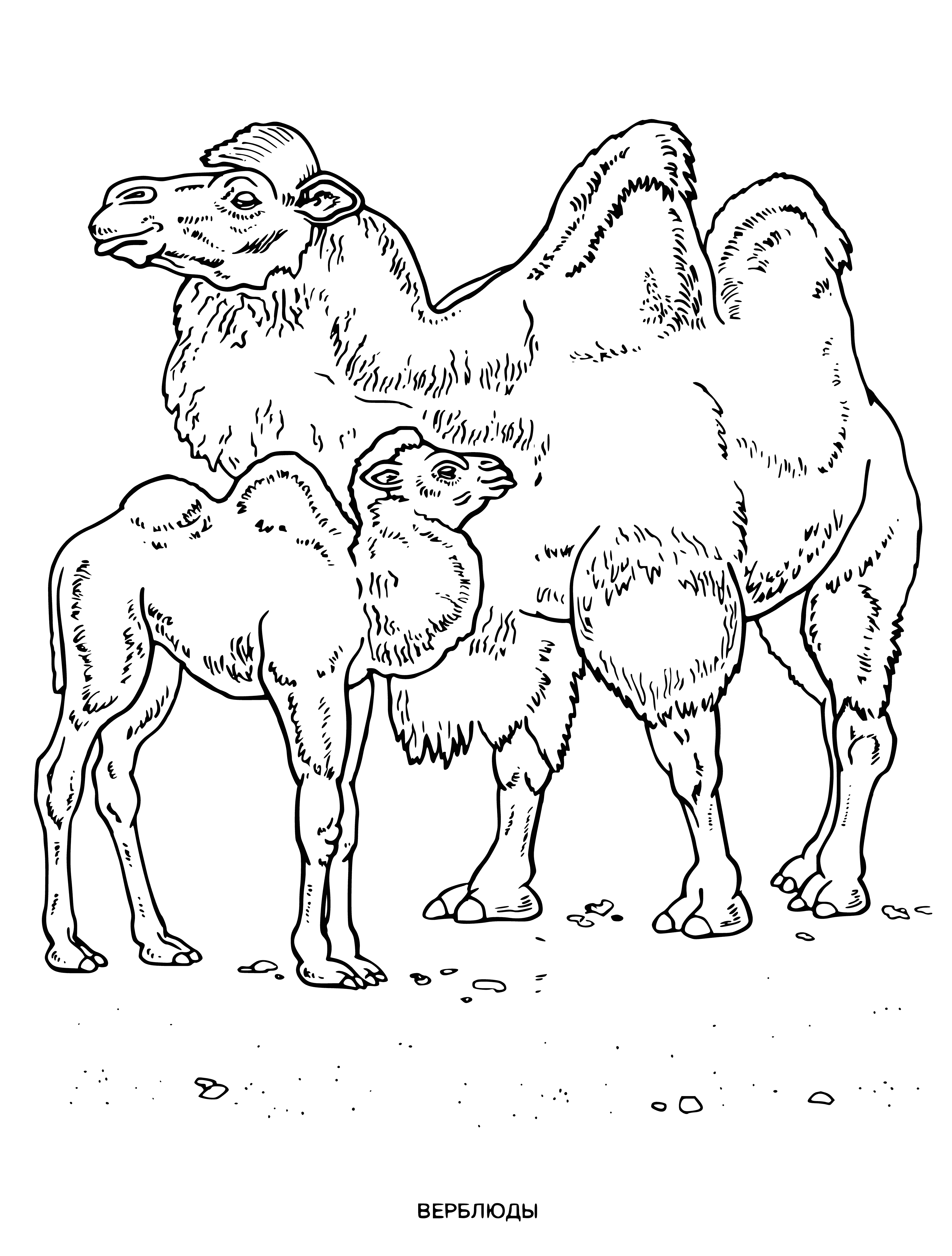 coloring page: Two light brown camels with dark spots stand on their hind legs in a field.