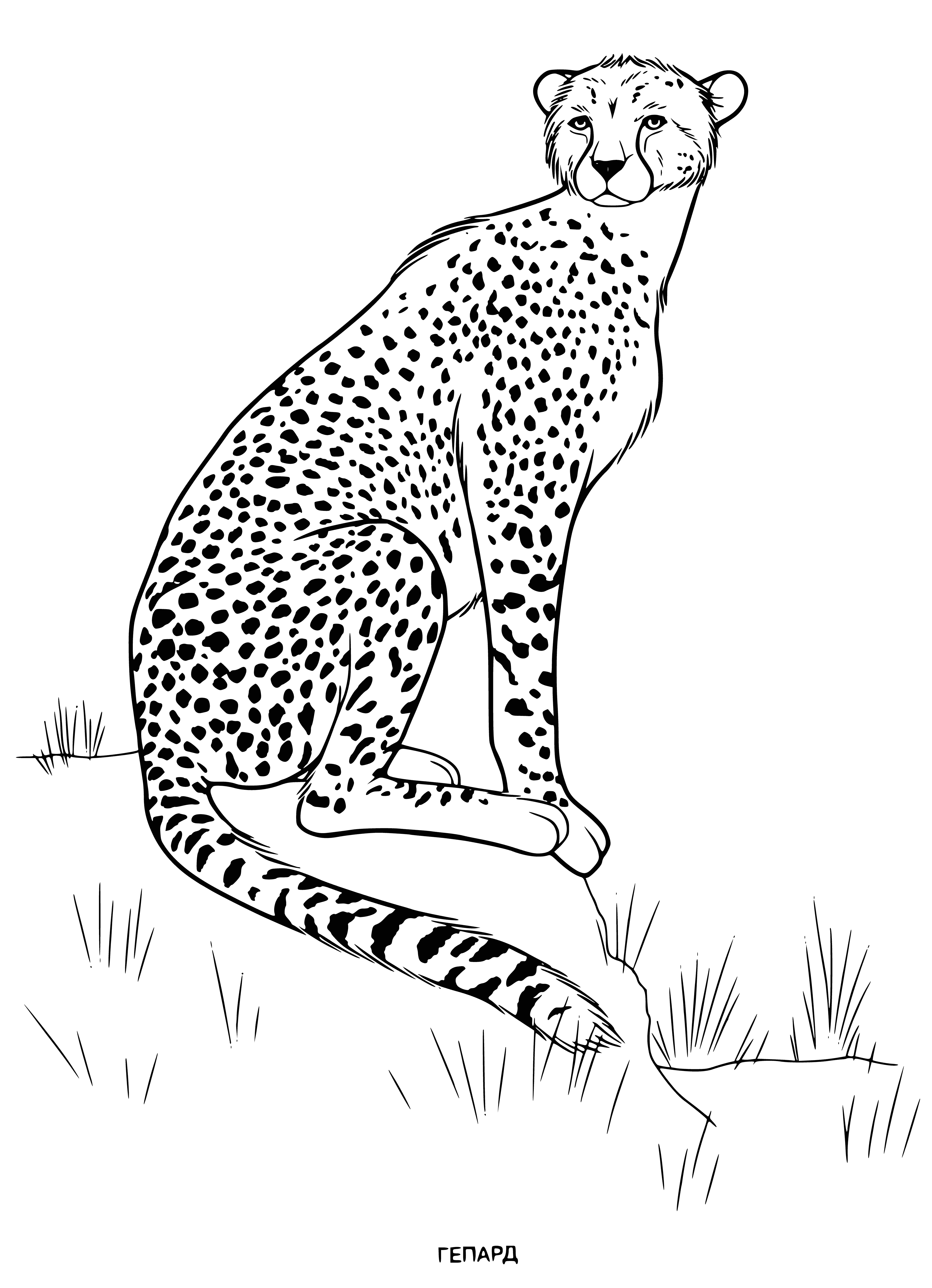 coloring page: Large, musc. cat w/long tail, spots & almond-shaped eyes. Hind legs longer than front, giving it alert appearance & short, black muzzle.