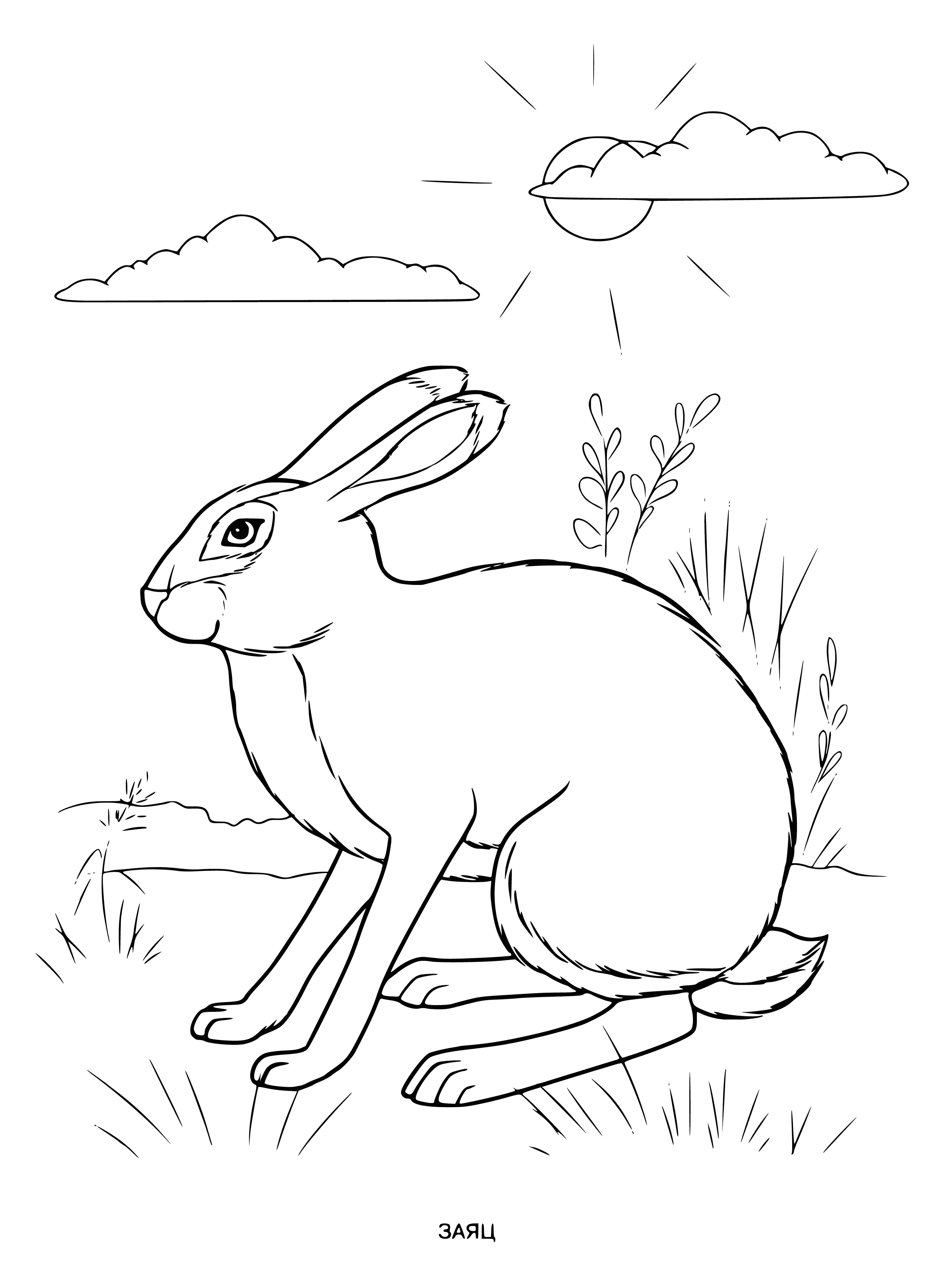 coloring page: A wild hare is shown in a coloring page. Brown and white, long ears, standing on hind legs.