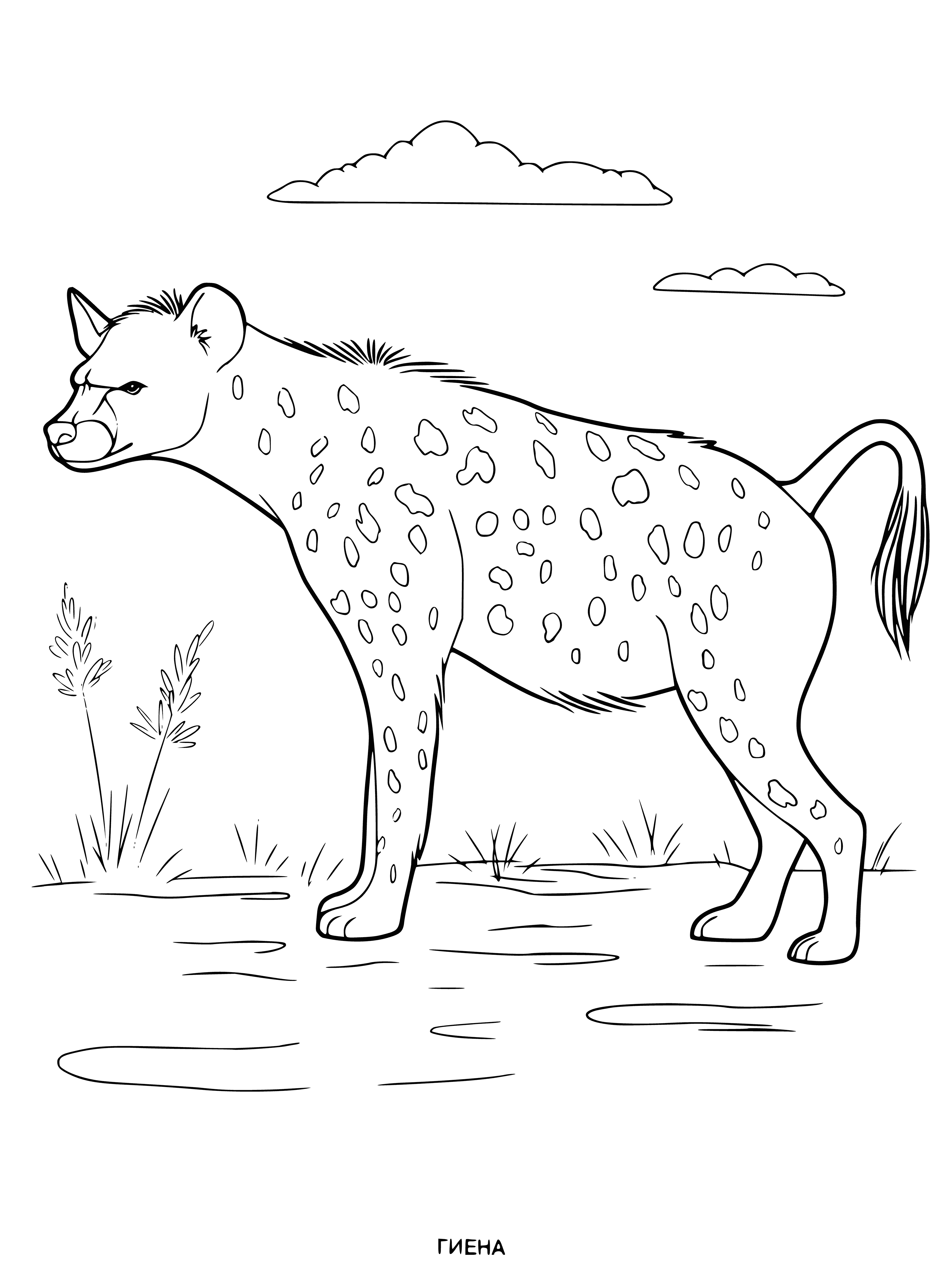 coloring page: Hyena: large African mammal related to dog; eats carcasses & small animals; known to eat people.