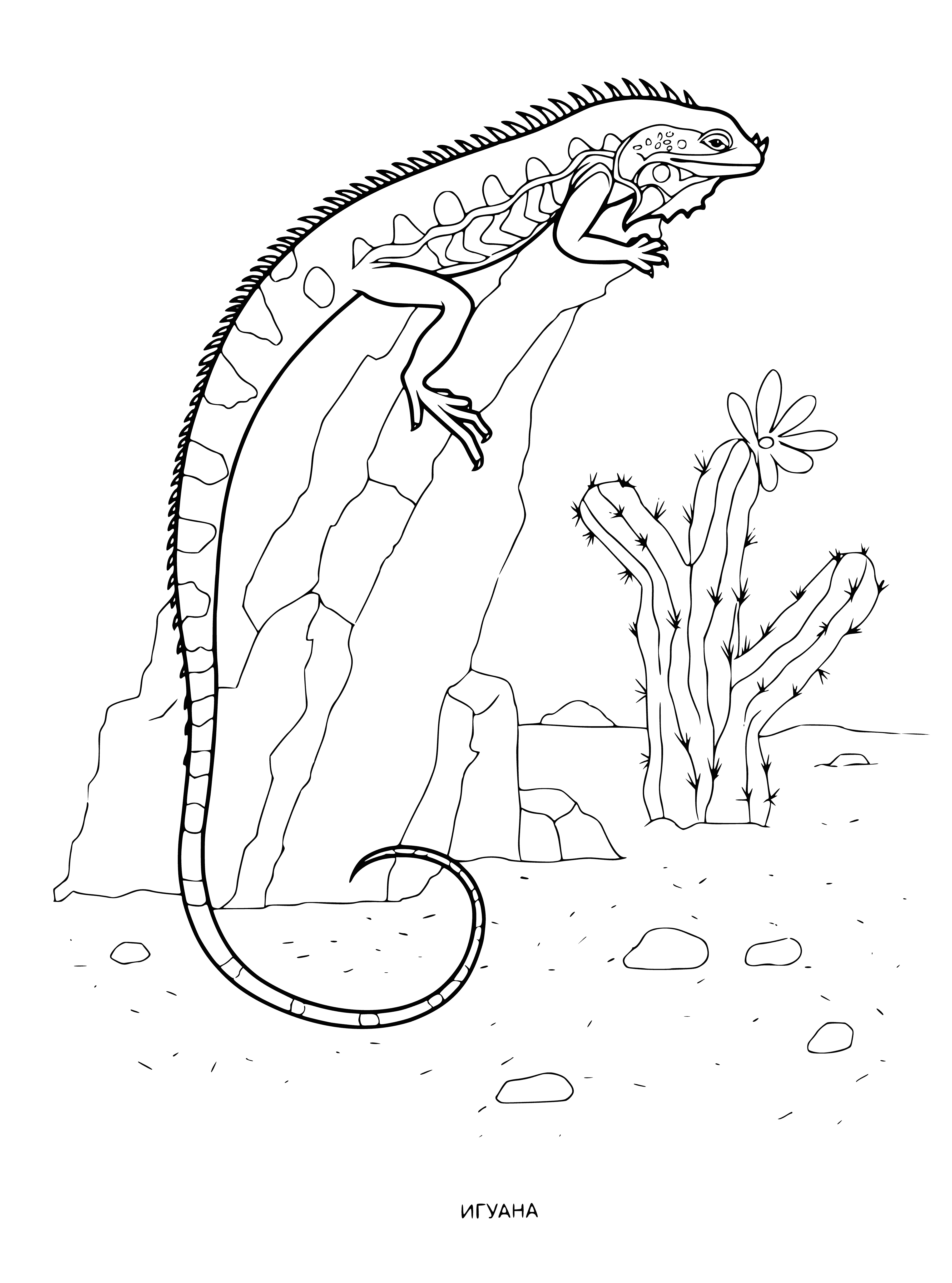 coloring page: Iguanas are large reptiles native to Central & South America. They can be green or grey & grow to over 6ft long. Iguanas are not dangerous, but may be aggressive if provoked.