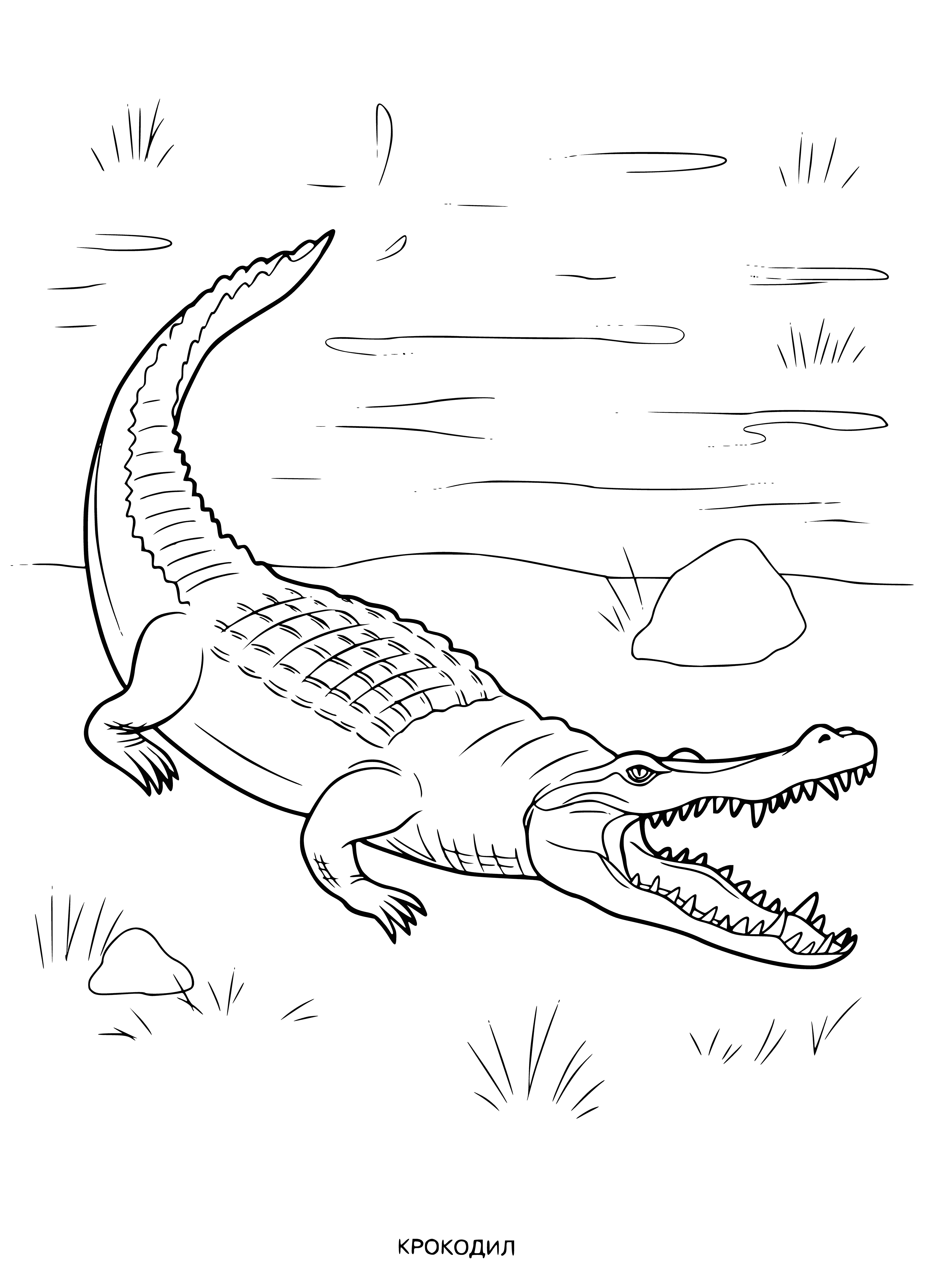 coloring page: Long, green and gray reptile sunning on a log in a swampy area - a crocodile with long tail and sharp teeth.