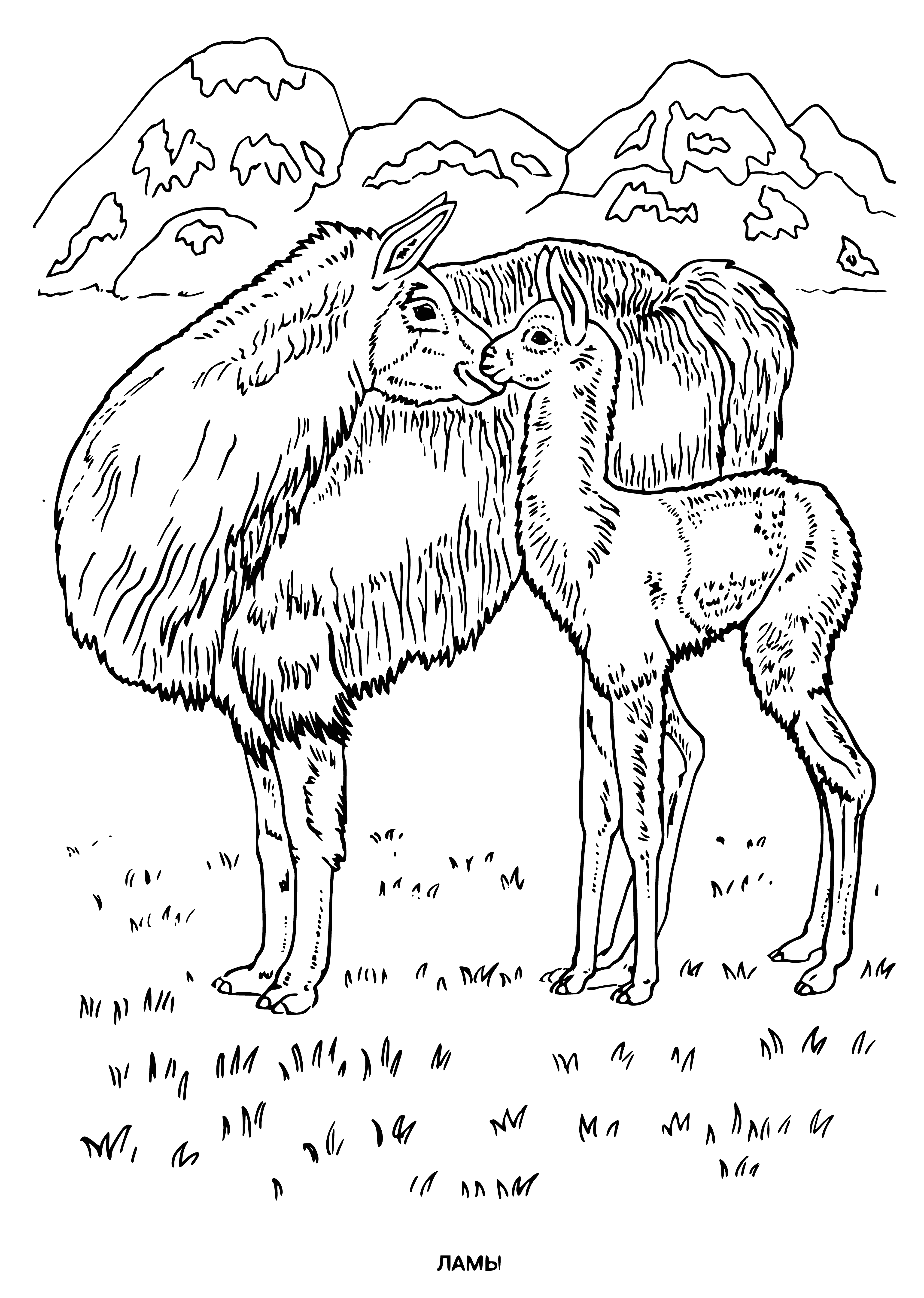 coloring page: Sum: 2 llamas on a hill of grass, and a forest in the background.