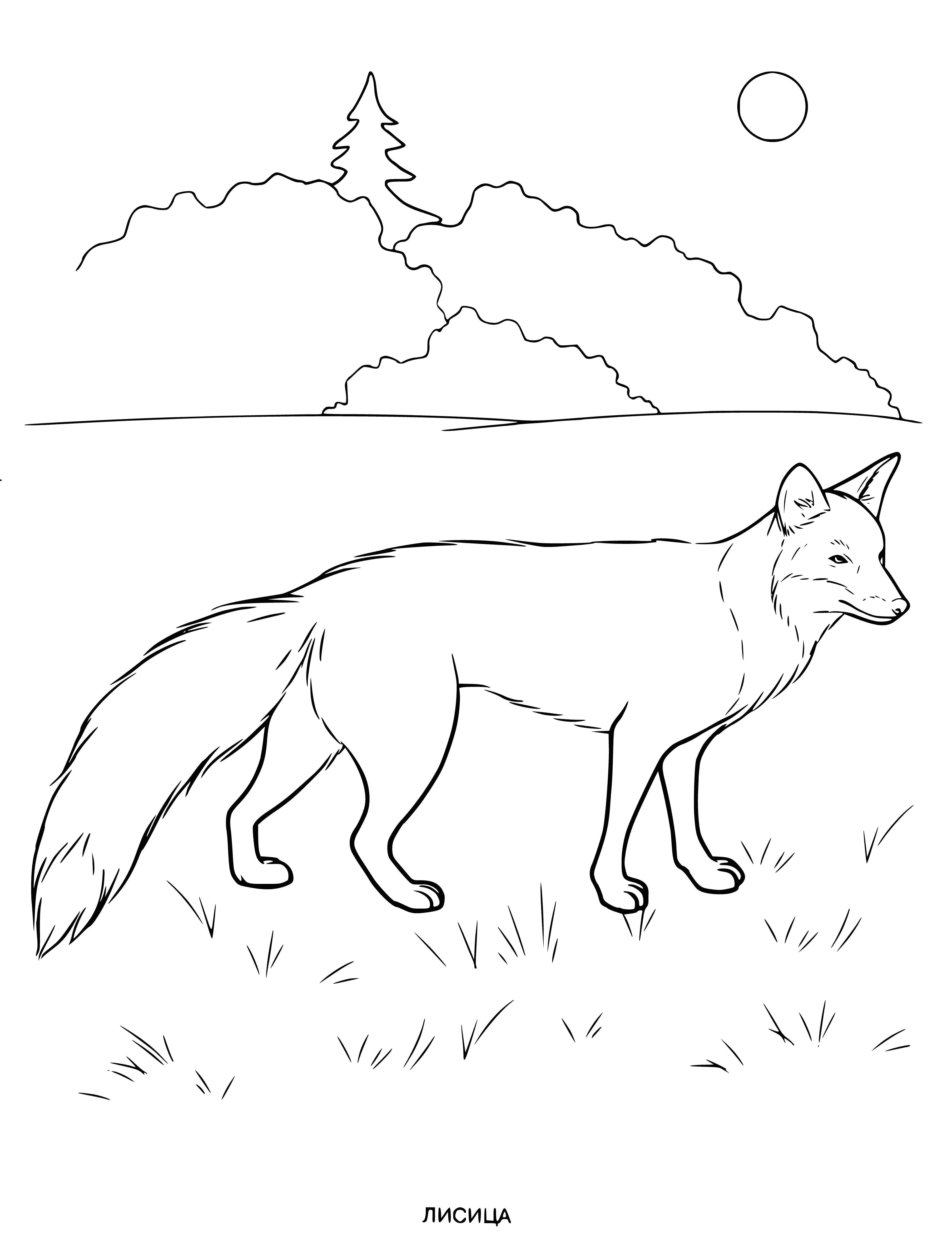 coloring page: A fox sits beside a stream with its bushy tail and pointy ears open, looking at the camera.