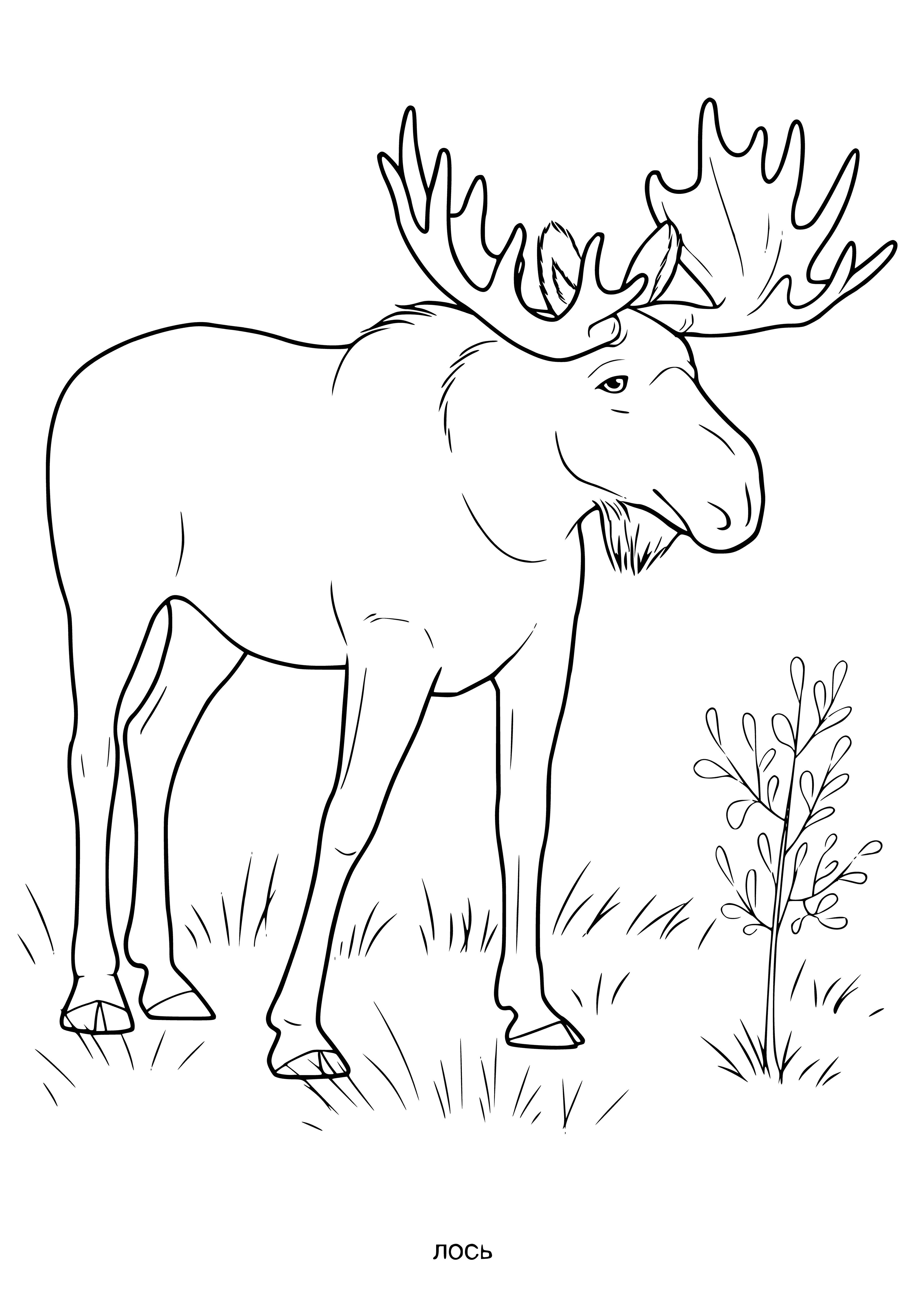 coloring page: Mammal stands with antlers in field of tall grass & trees.