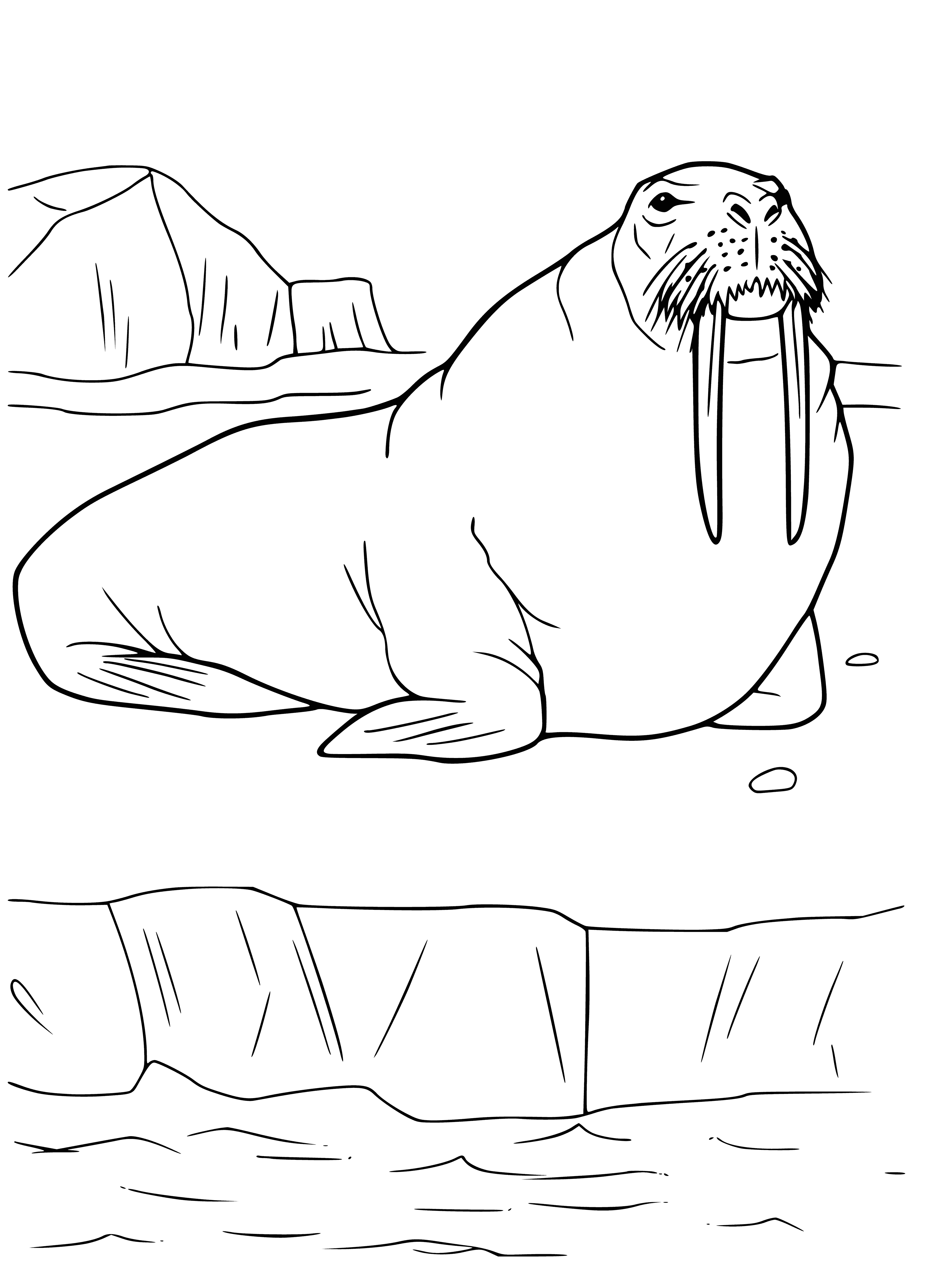 coloring page: Walruses: large, flippered marine mammals w/ wrinkled skin, tusks & whiskers. Bigger males can weigh 1,500 kg. Related to seals & sea lions.