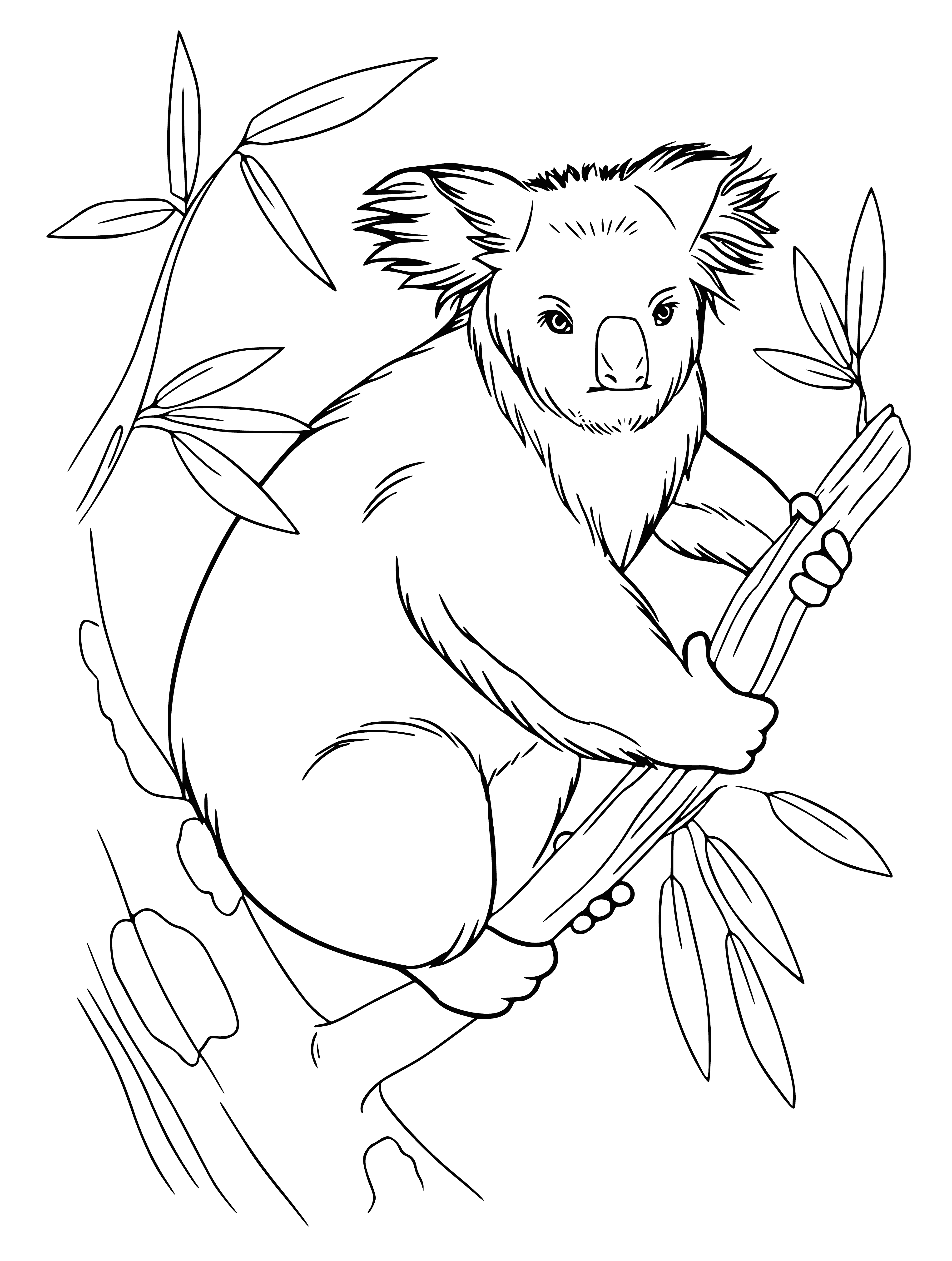 coloring page: A Koala sits atop a branch, gray fur and black eyes. Nose pink, small round ears, gripping the branch with its claws. #animalcoloringpage