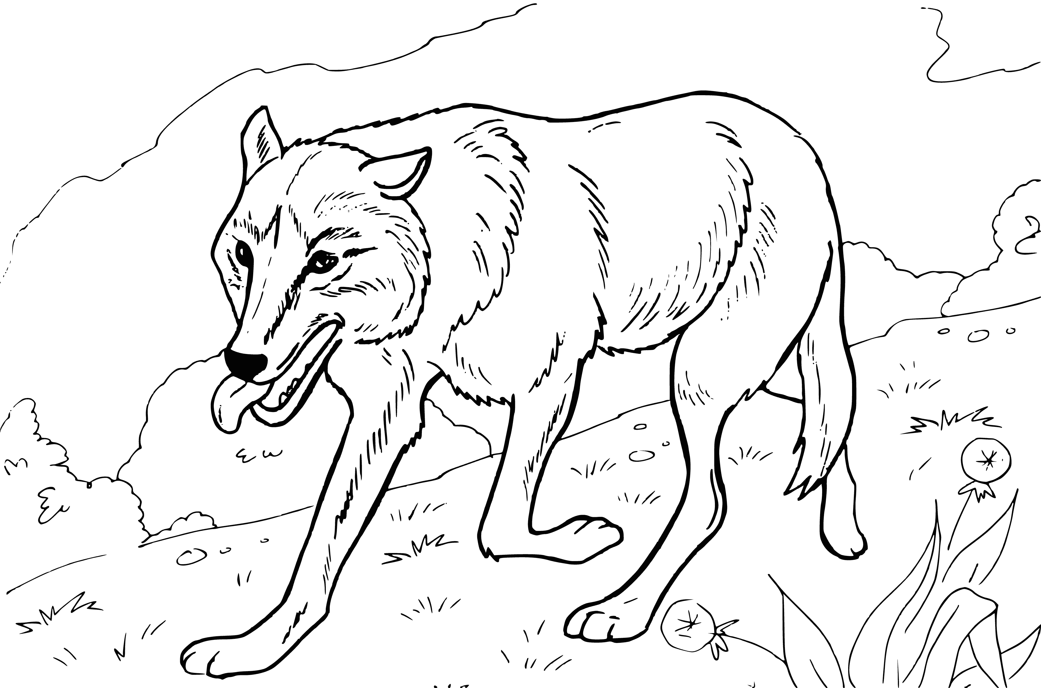 coloring page: Wolf on the hunt, ears perked, mouth open, grayish-brown fur, bushy tail.