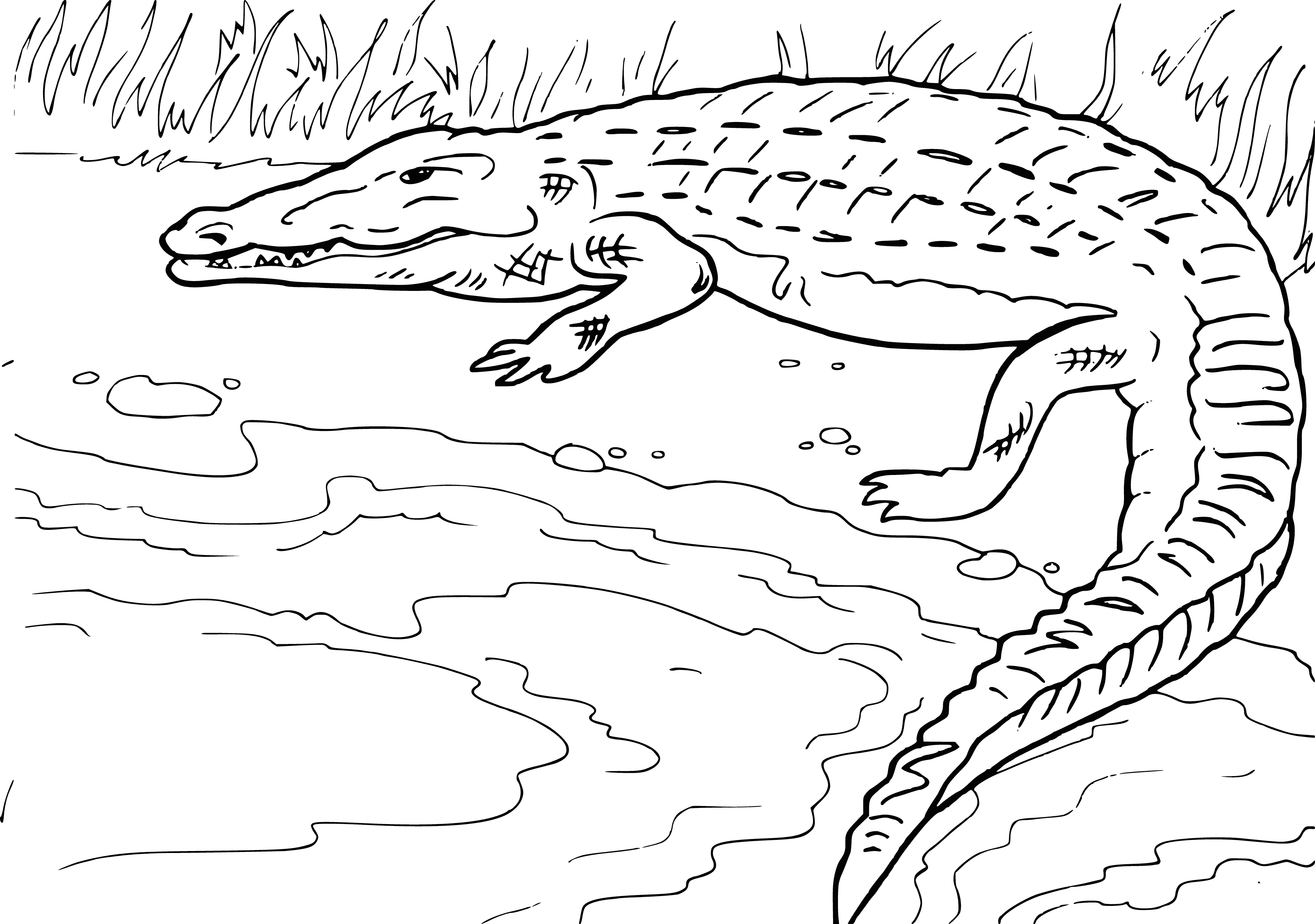 coloring page: A crocodile is a large reptile living in warm climates, with greenish-brown skin and large teeth.