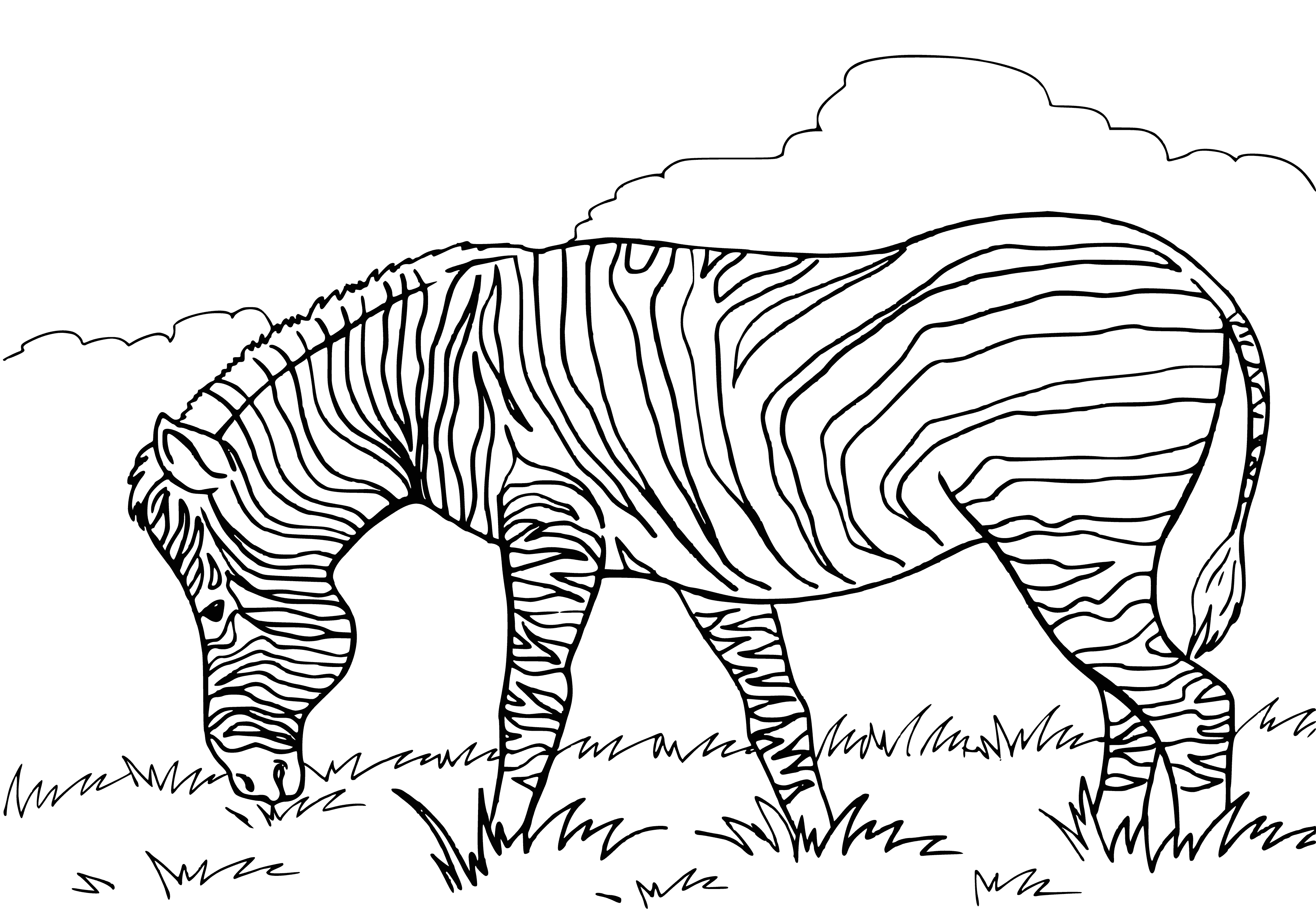 coloring page: Mammal Equidae with coat of black and white stripes; odd-toed ungulate.