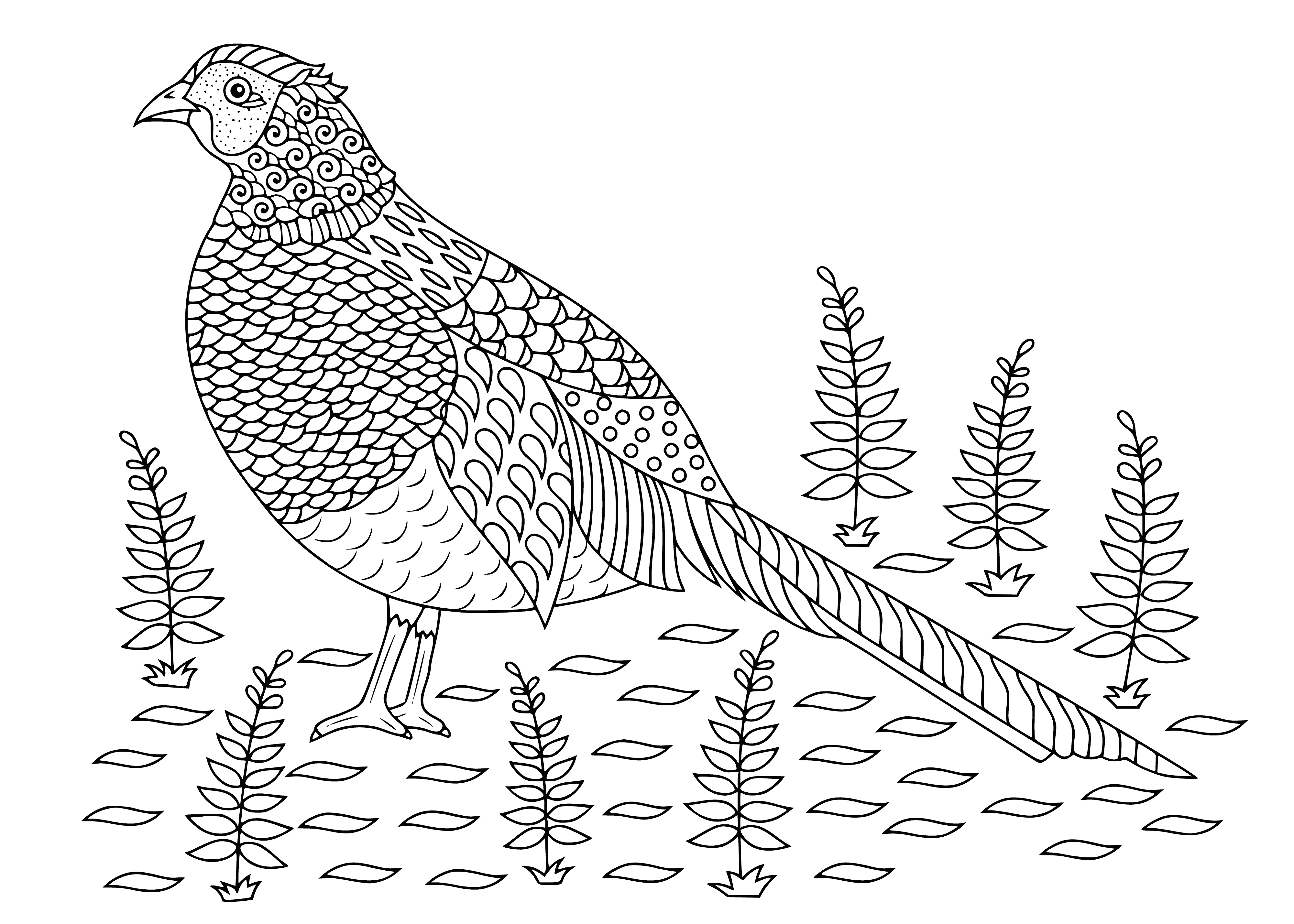 coloring page: Coloring page of a pheasant: big bird w/ long tail; brown & white; long neck & big beak.
